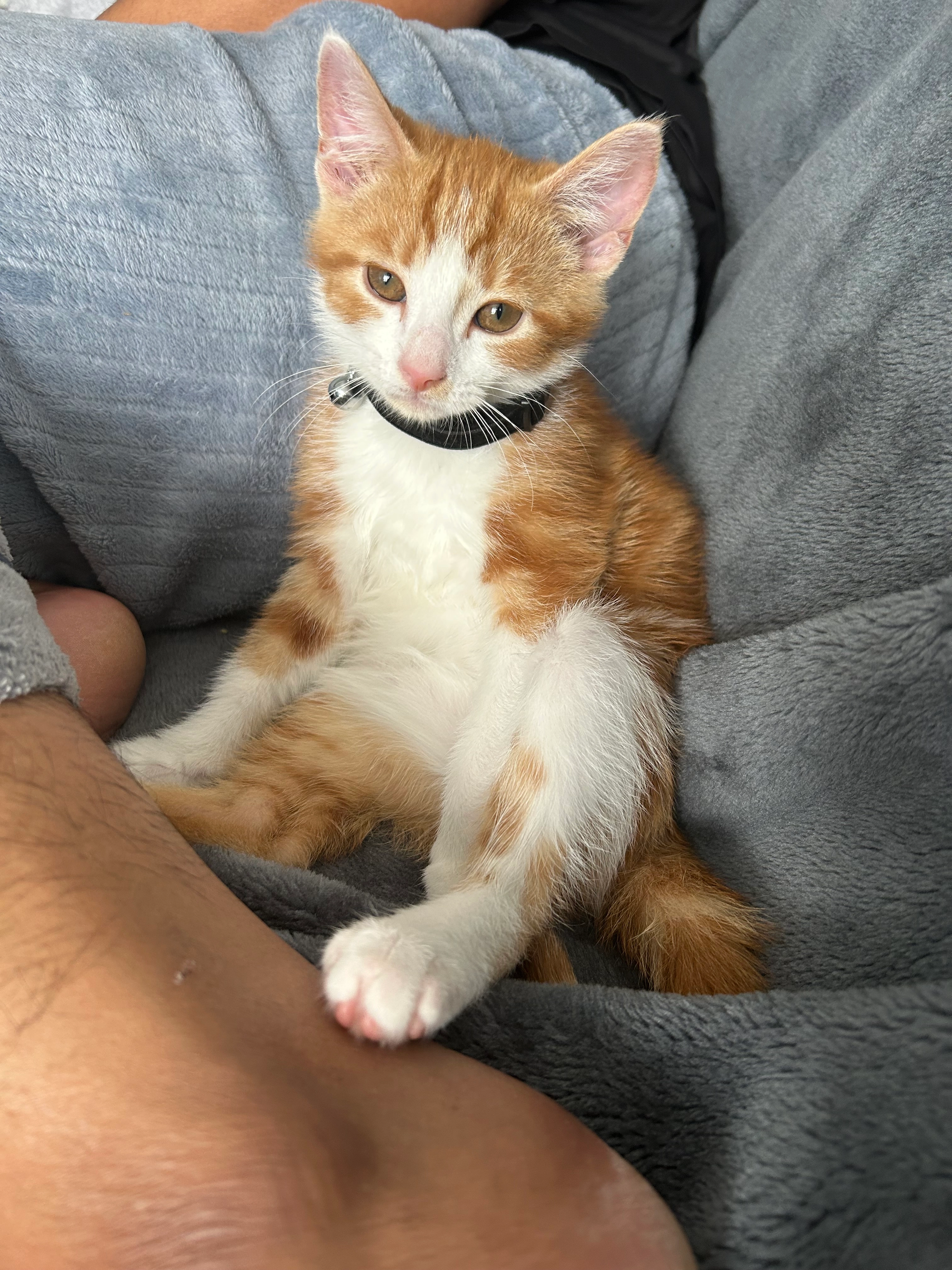 Simba - Sundour Crescent, Wolverhampton