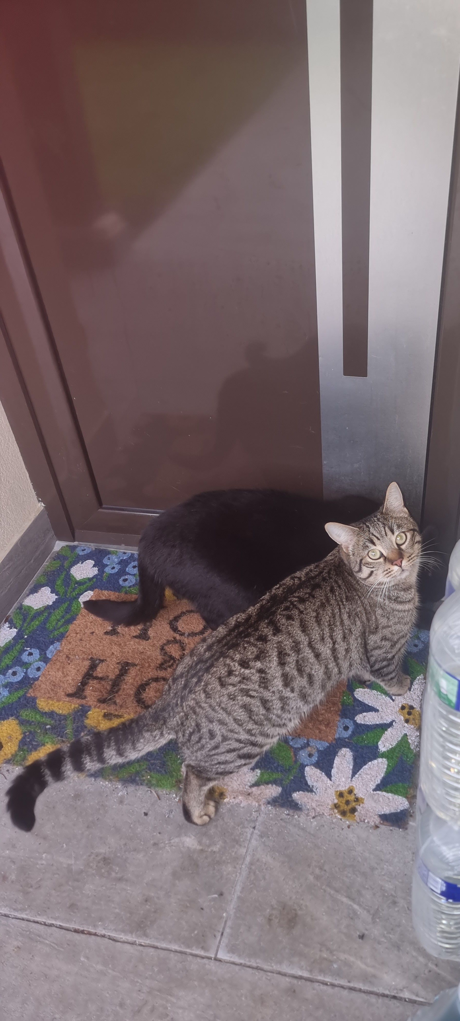 tygga - Rue du Tillet, Saint-Pathus