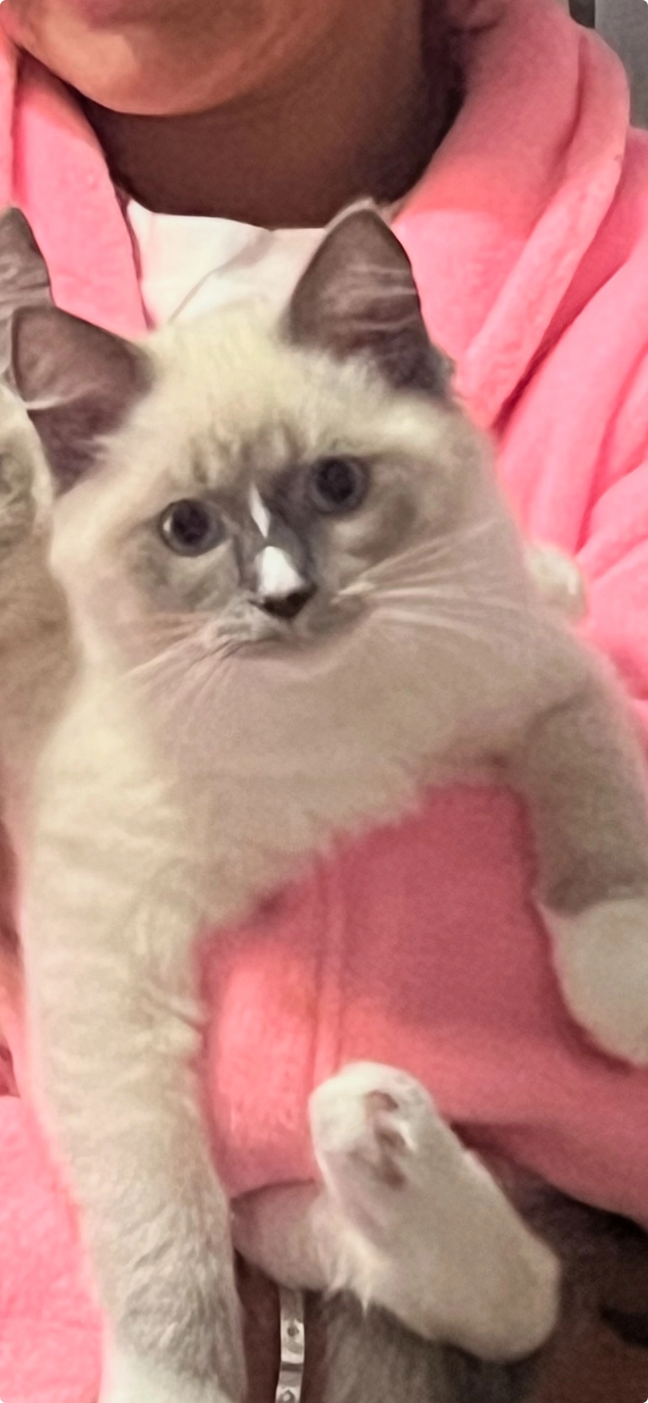 Munchi - Medwyn Street, Glasgow