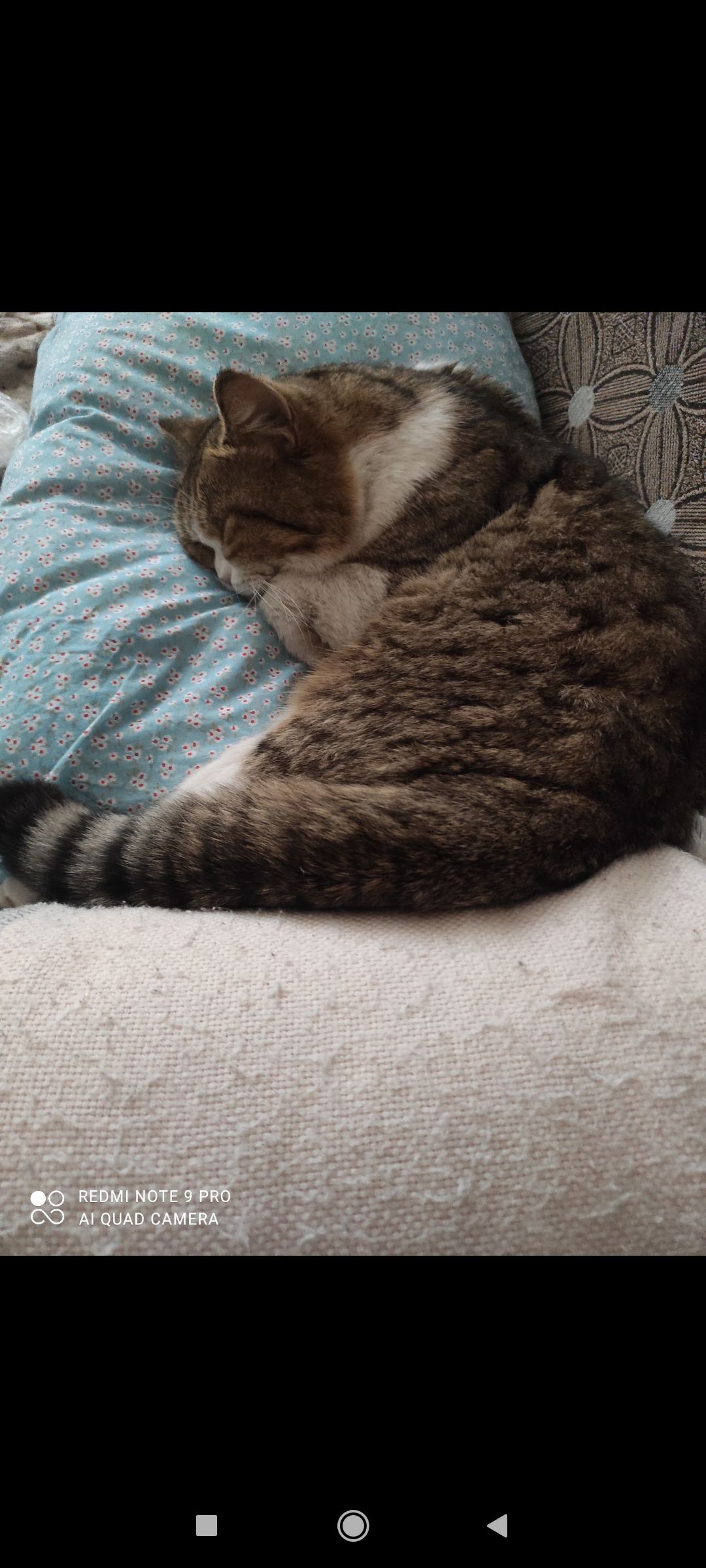 Persic - Strada Crângului, Chișinău