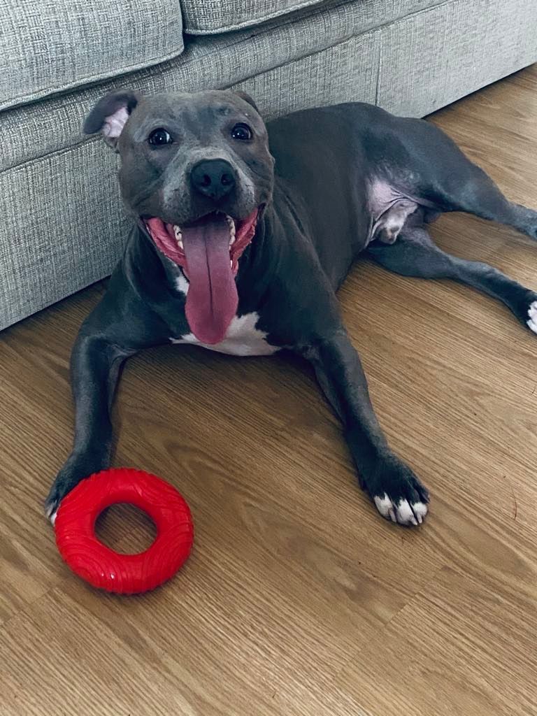 Piktis - CT16 1, Dover