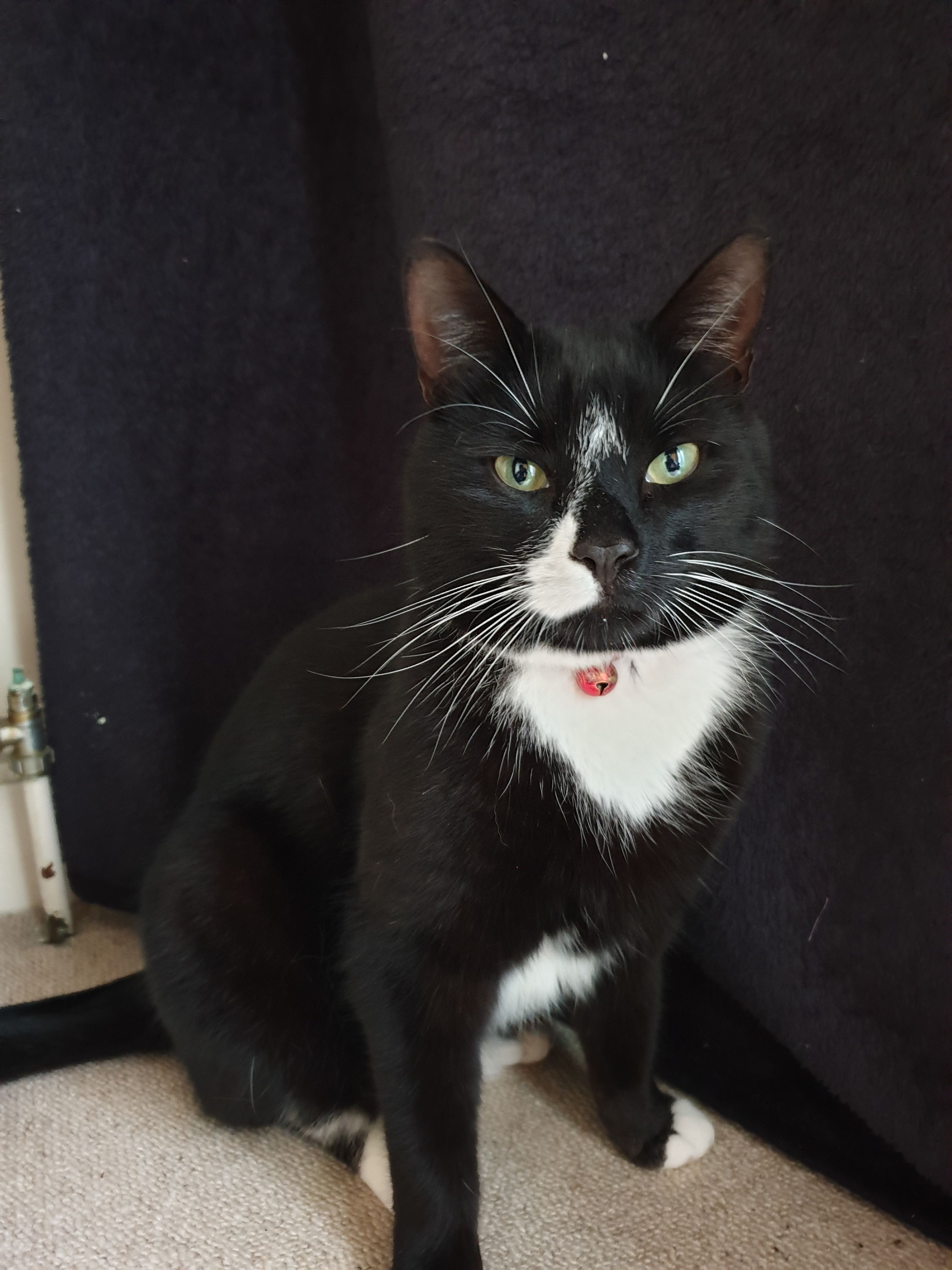 Noah - Champneys Walk, Cambridge