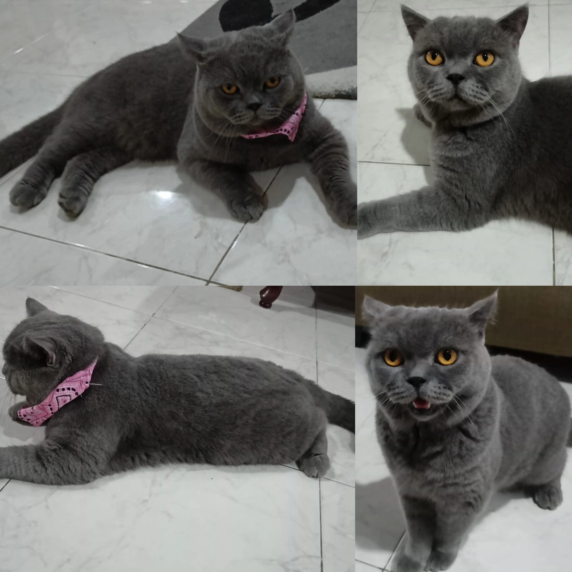 Boba - 43650, Bandar Baru Bangi