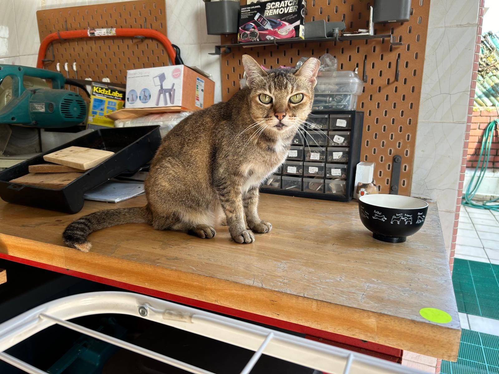 Mouse - Järvsögränd, Stockholm