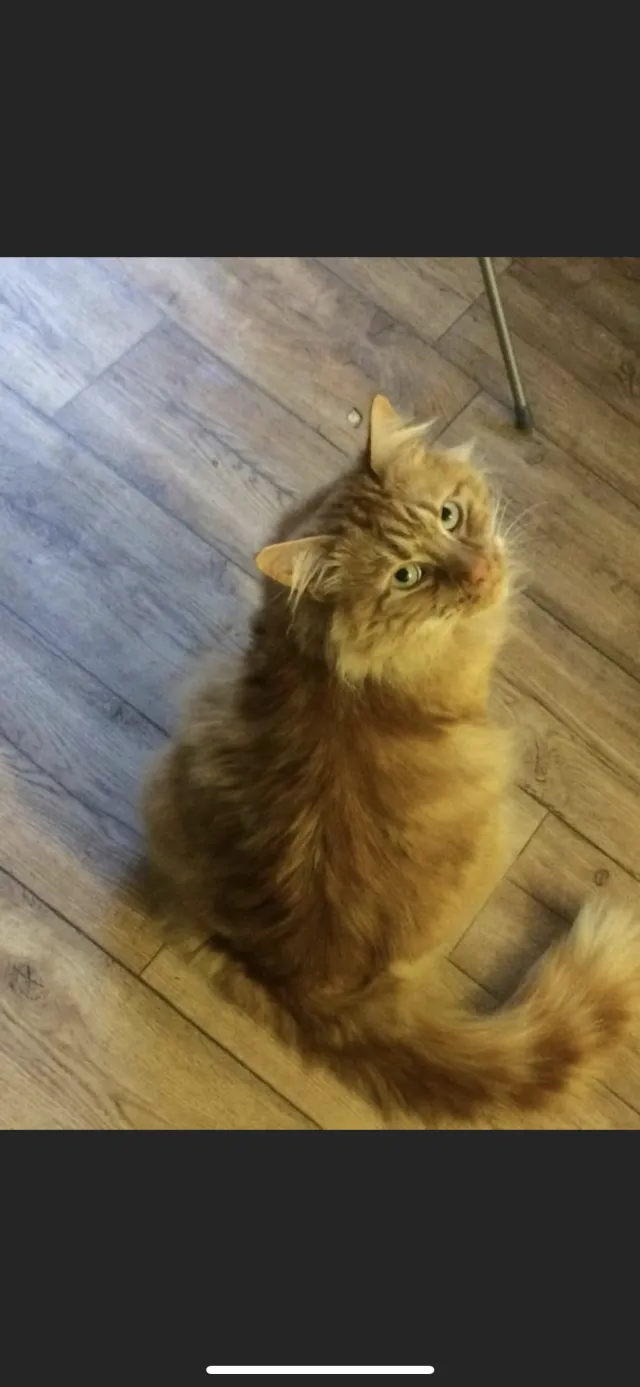 Simba - Rotherfield Road, Birmingham
