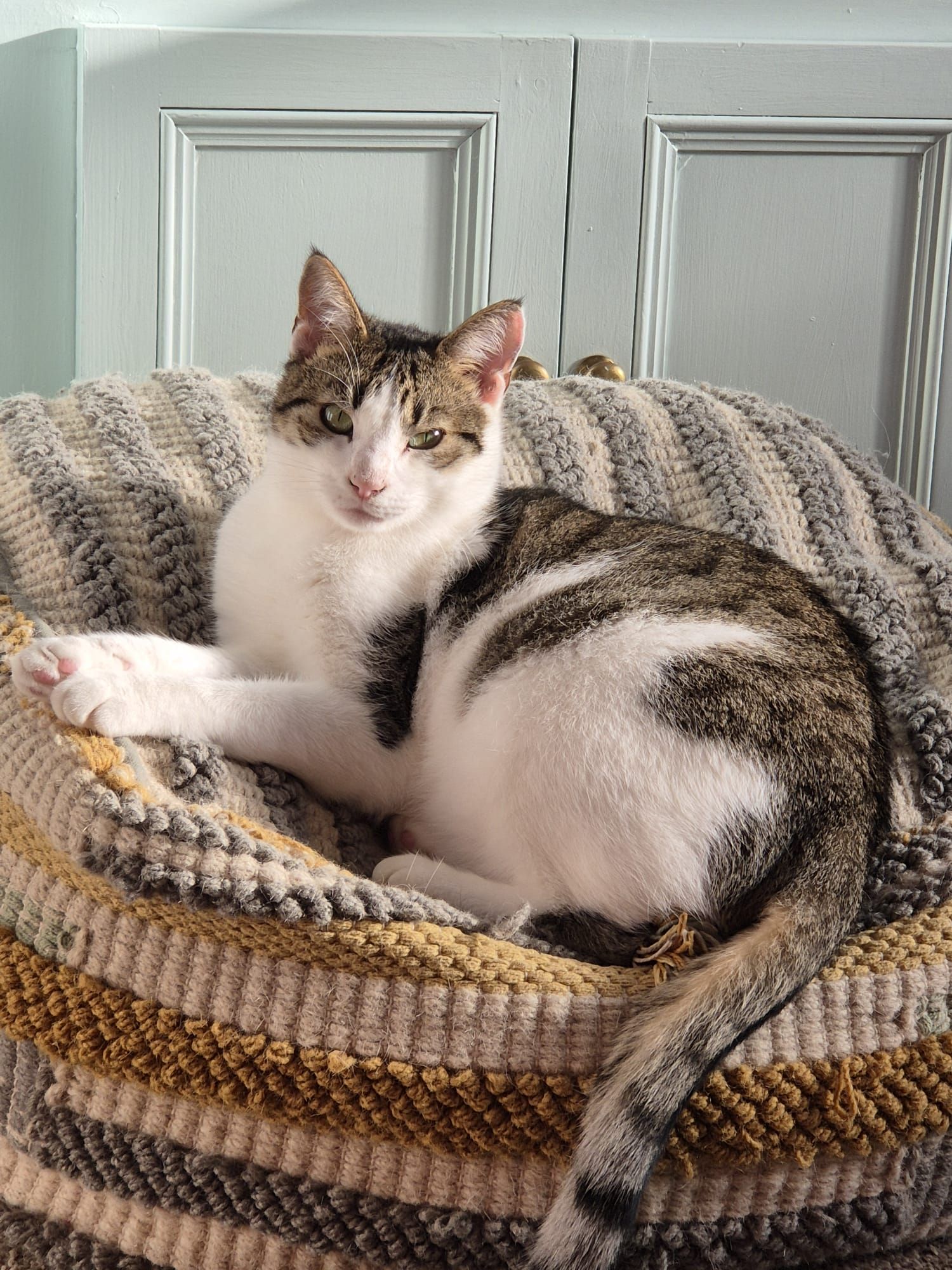 Teddy - Almshouse Lane, Ilchester