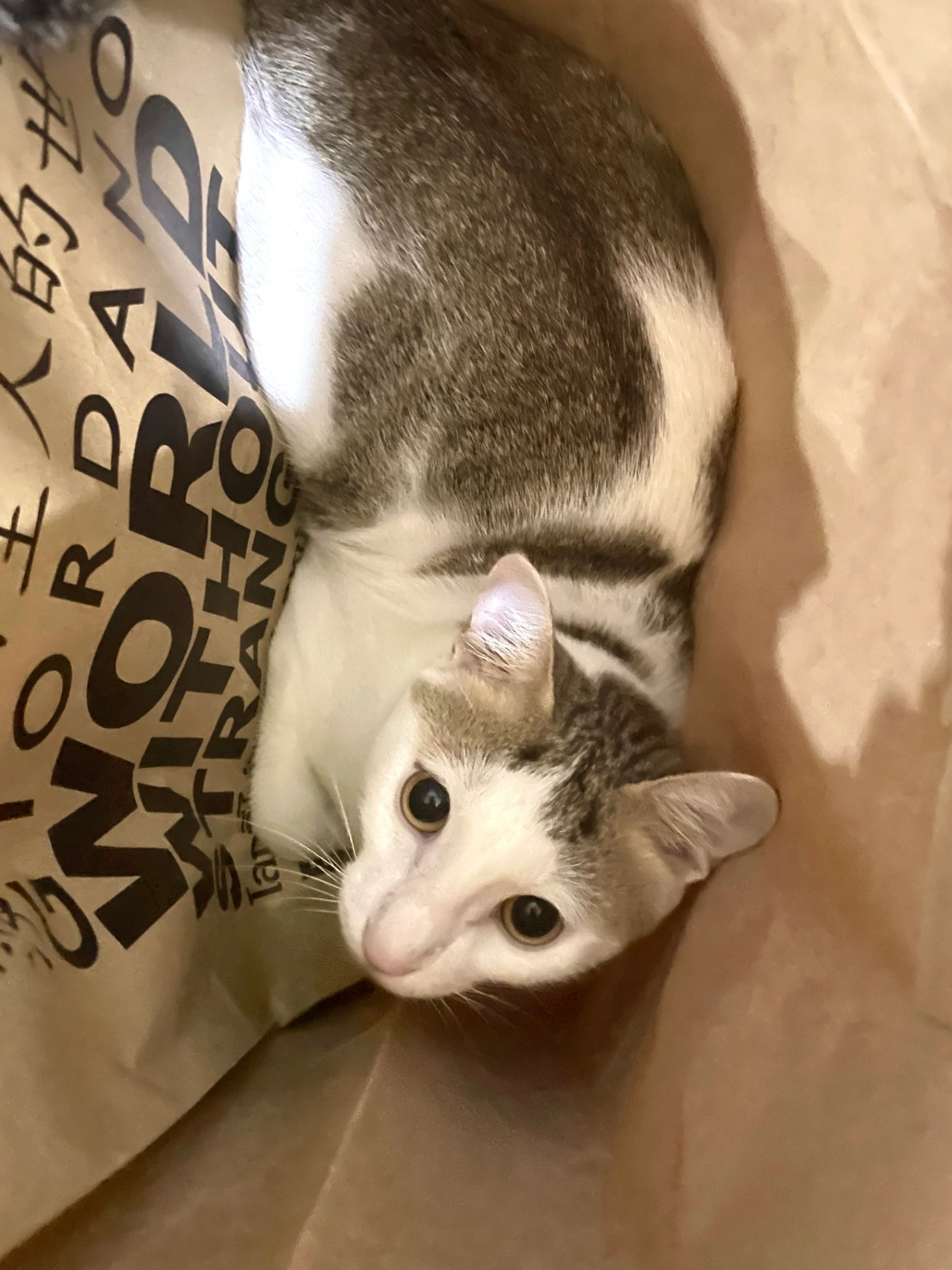 Nikko - Jalan Anggerik Vanilla 31/100D, Klang