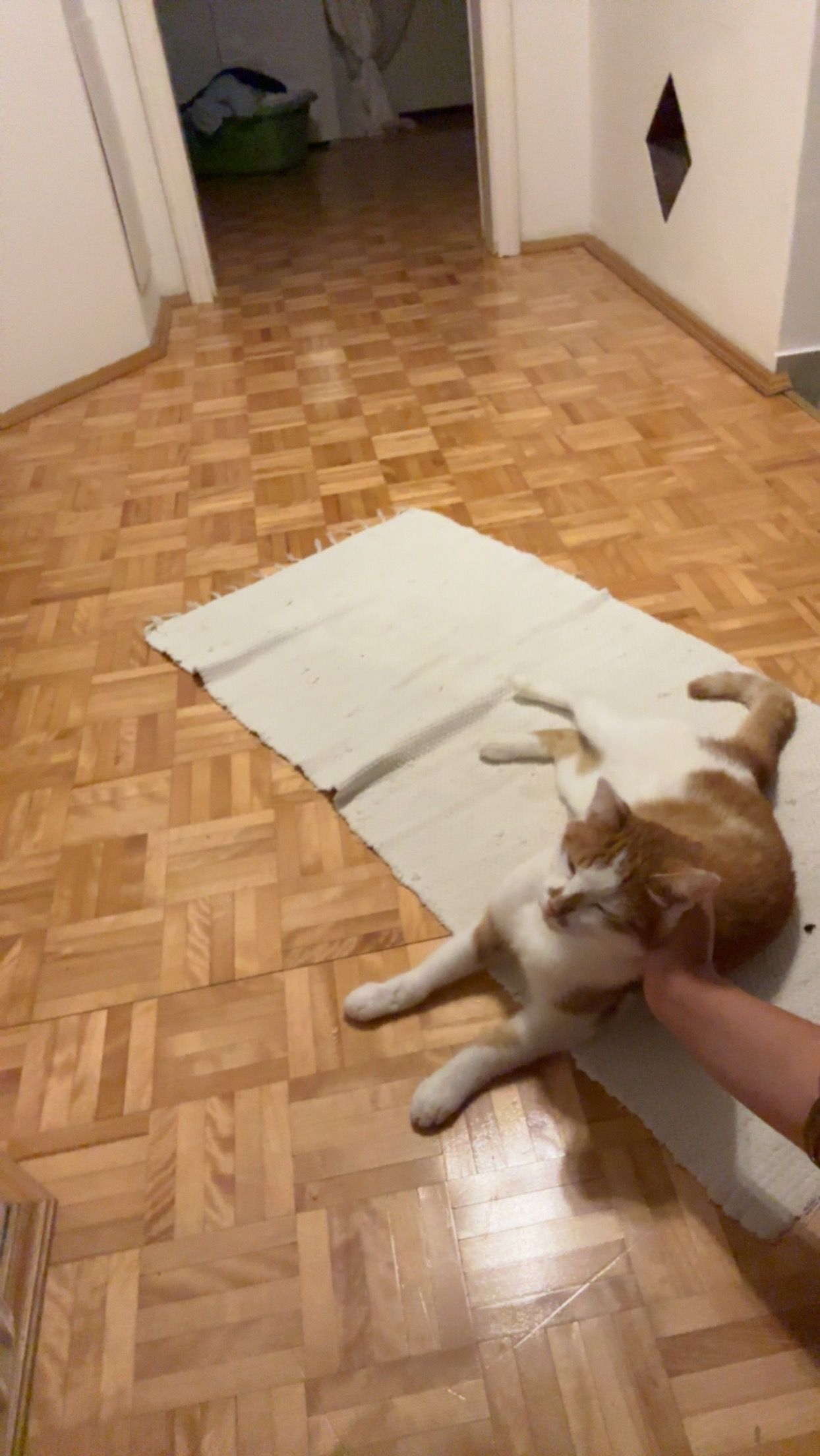 Zorro - Retznei, Ehrenhausen an der Weinstraße