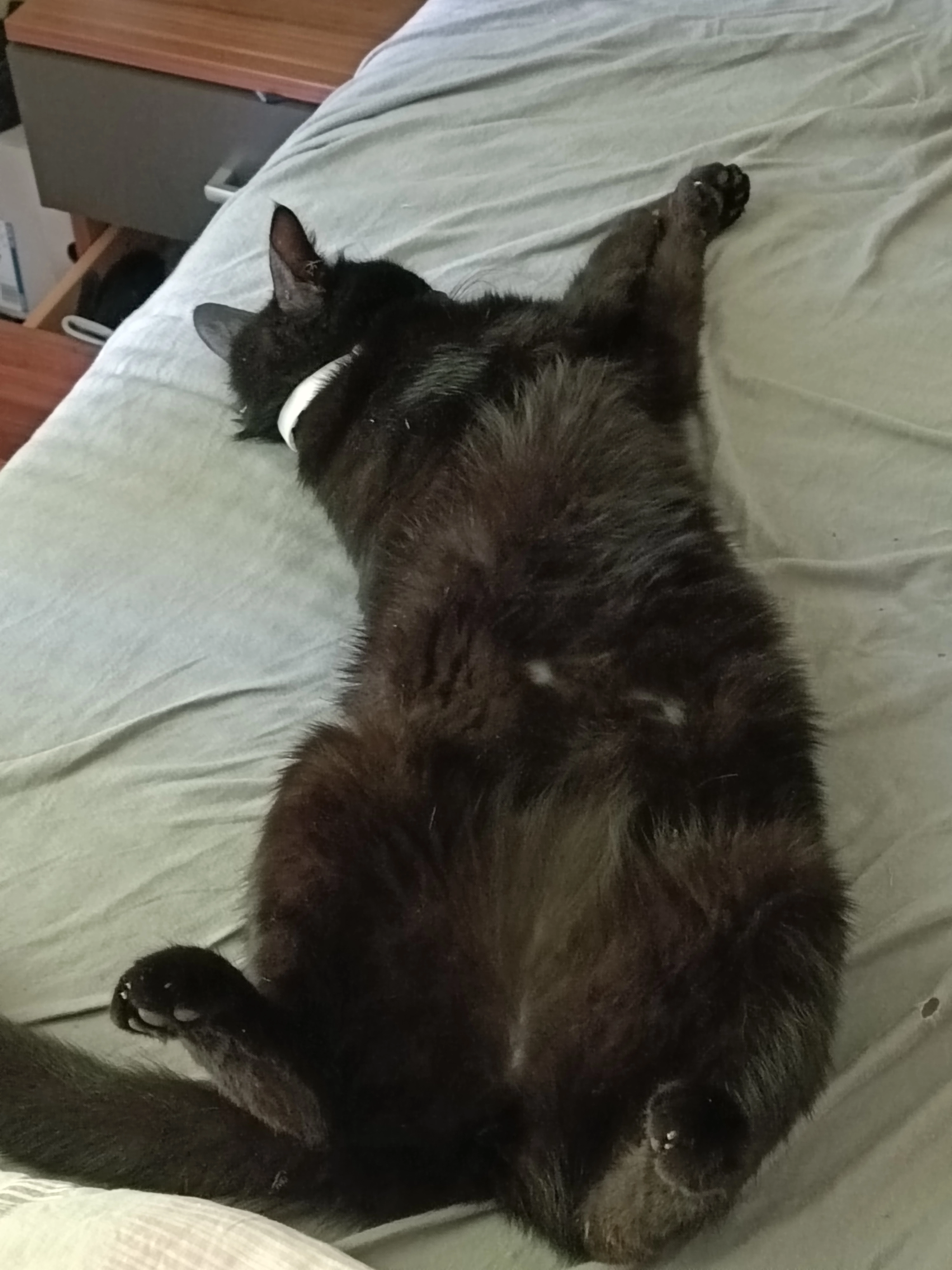 Bagira - 3388, Markersdorf-Haindorf