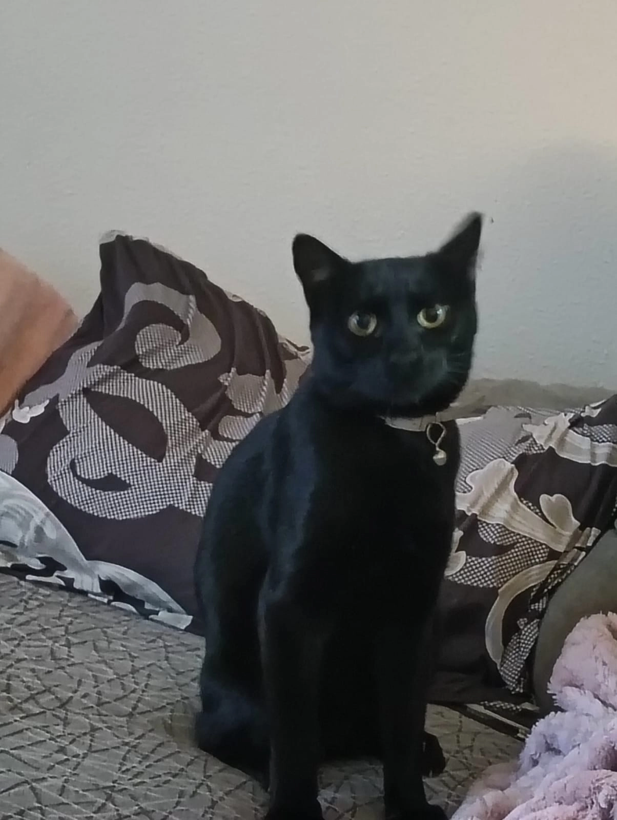 ODIN - Calle Velázquez, Torrijos