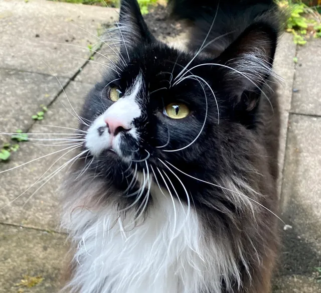 darius - Frithwood Avenue, Northwood