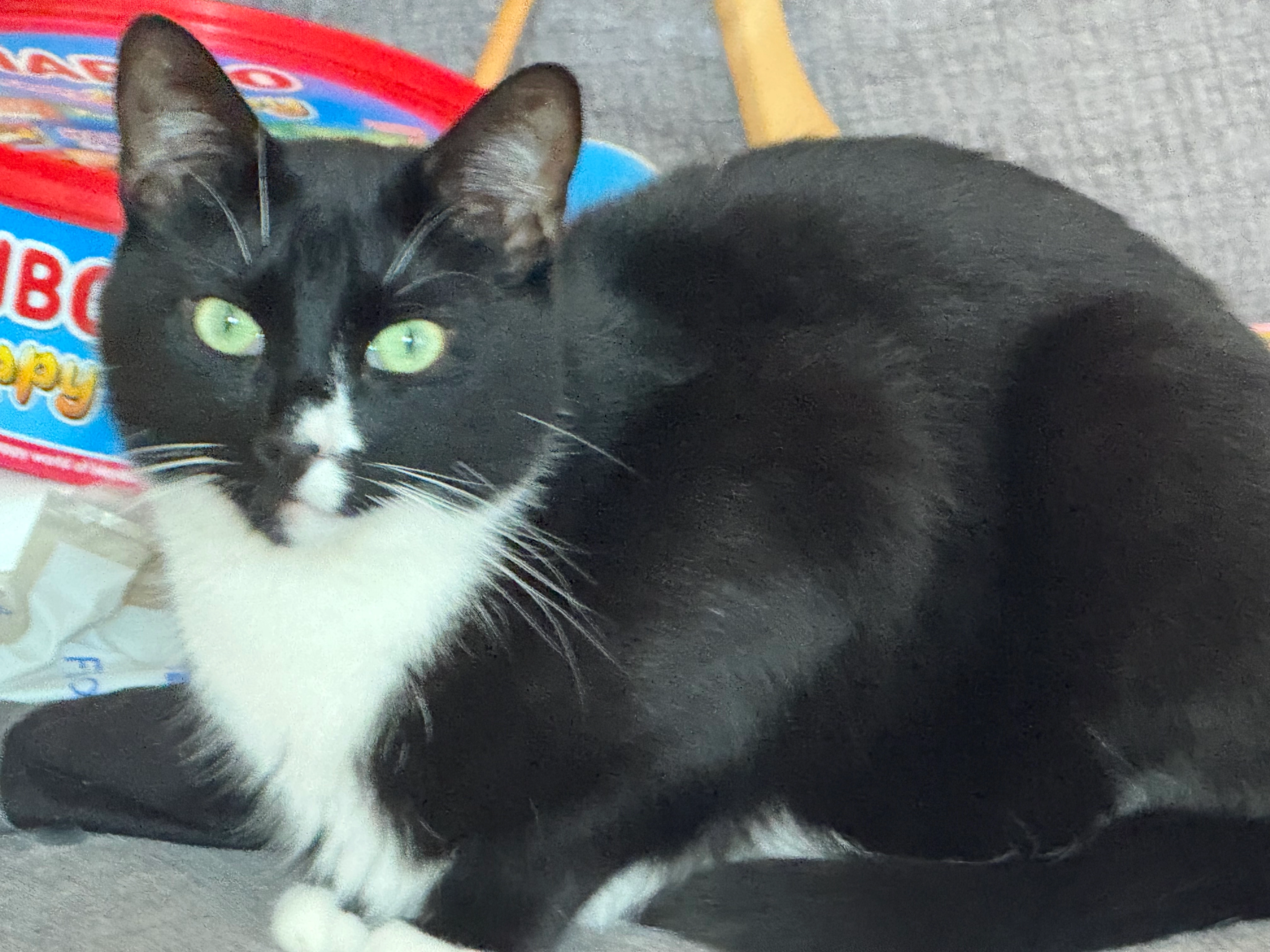 Rupert - Weymouth Road, Folkestone