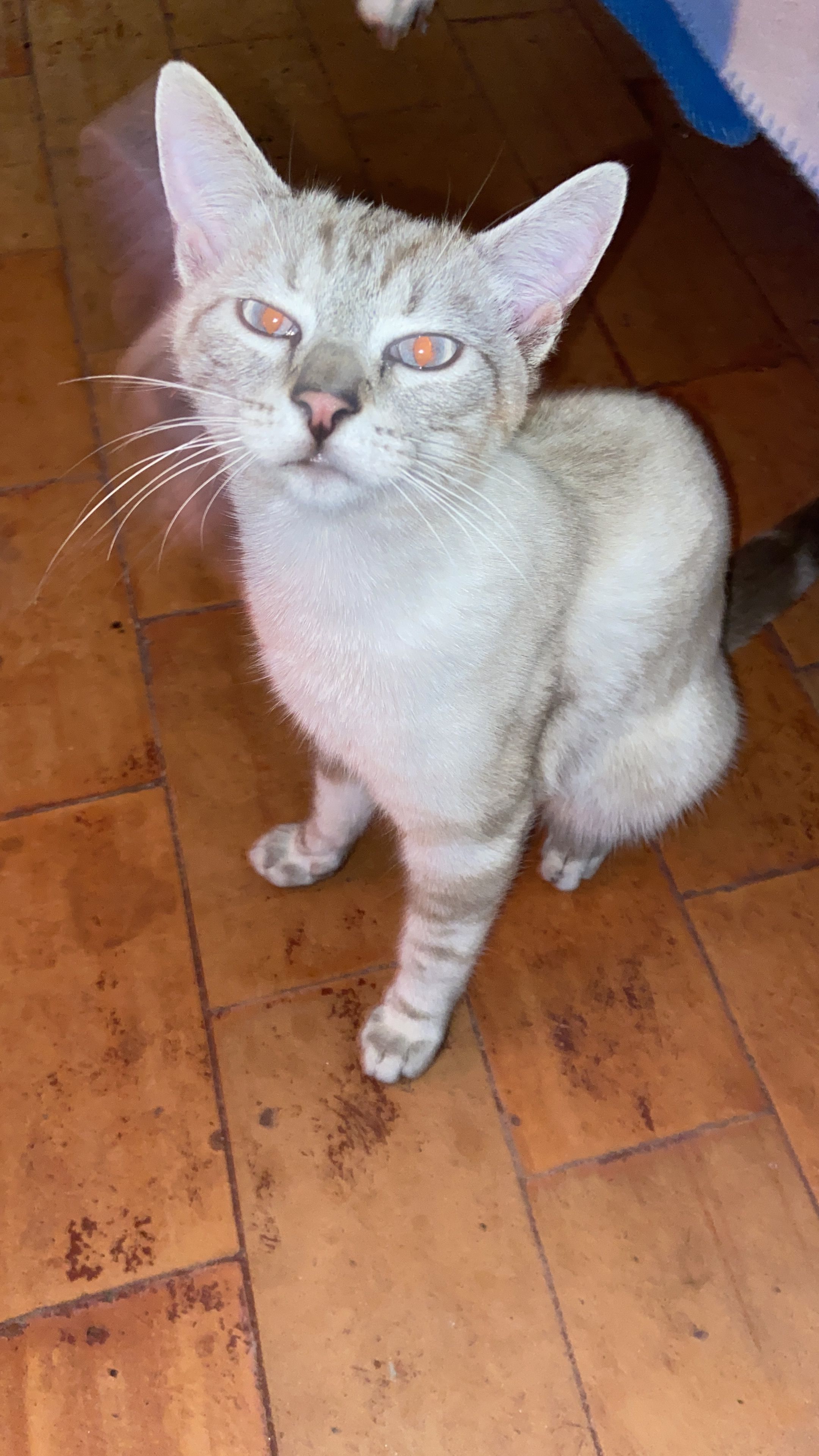 Bounty - Rua Serra do Açor, Alto das Vinhas