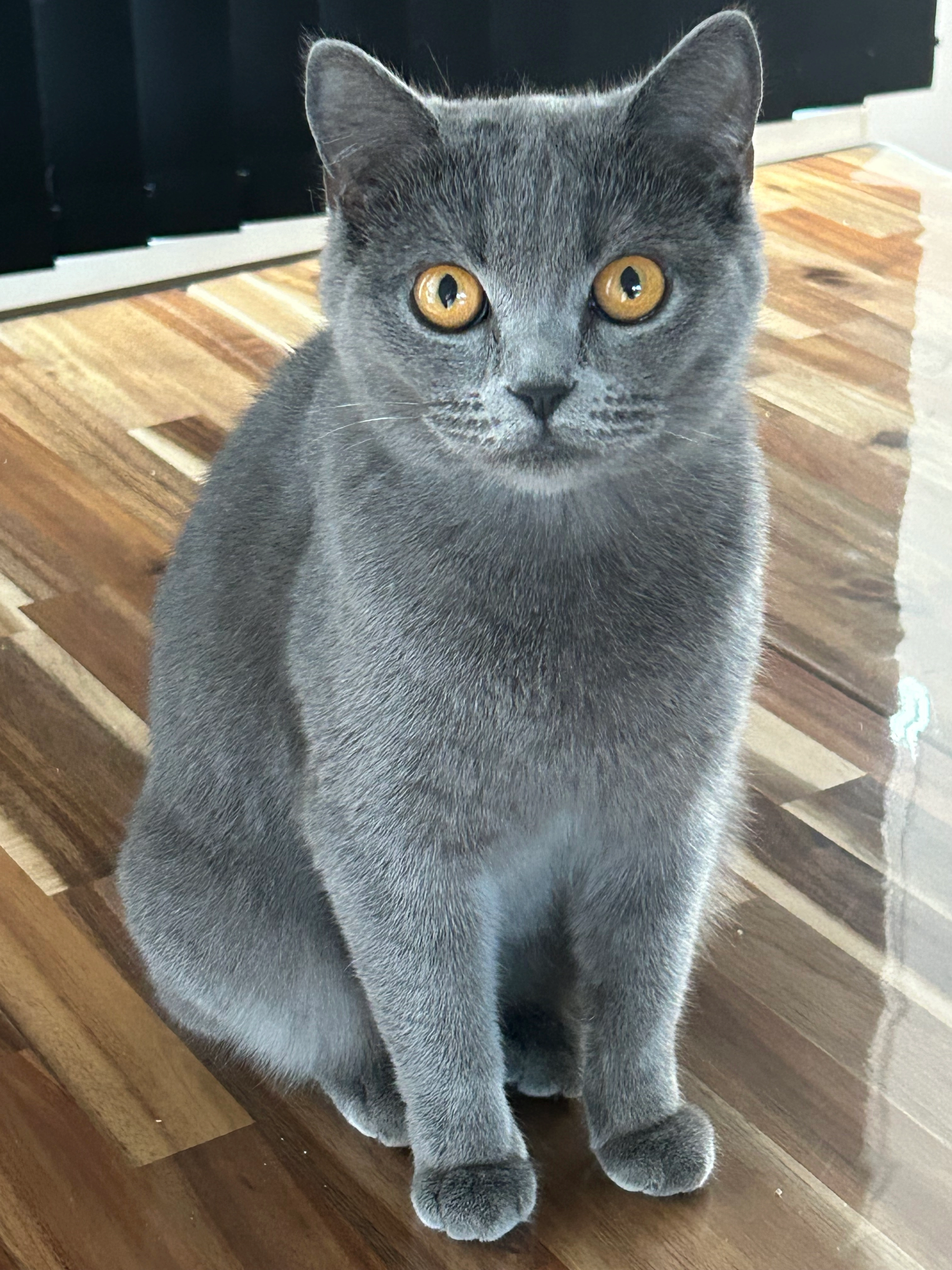 Ayliz - Appelgaarde, Rozenburg