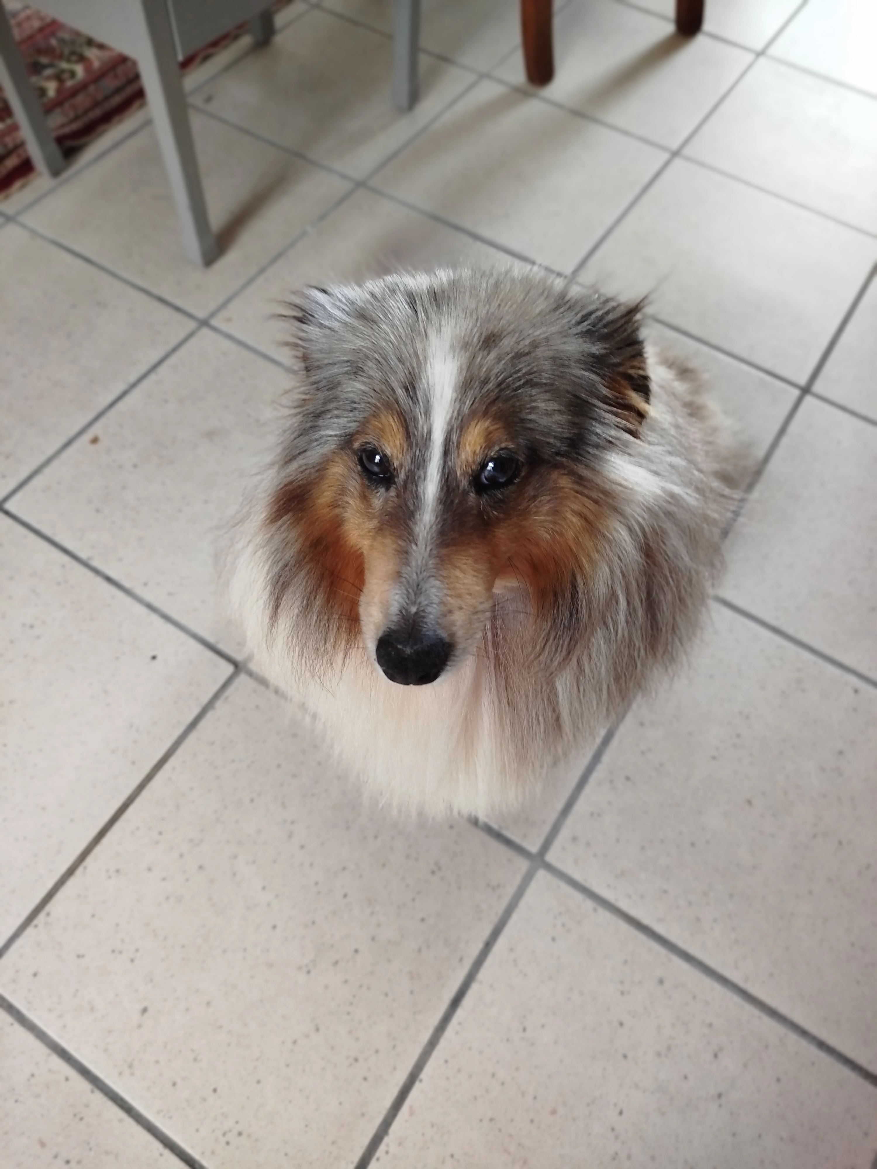 Pepite - Allée Du Stade, Valognes