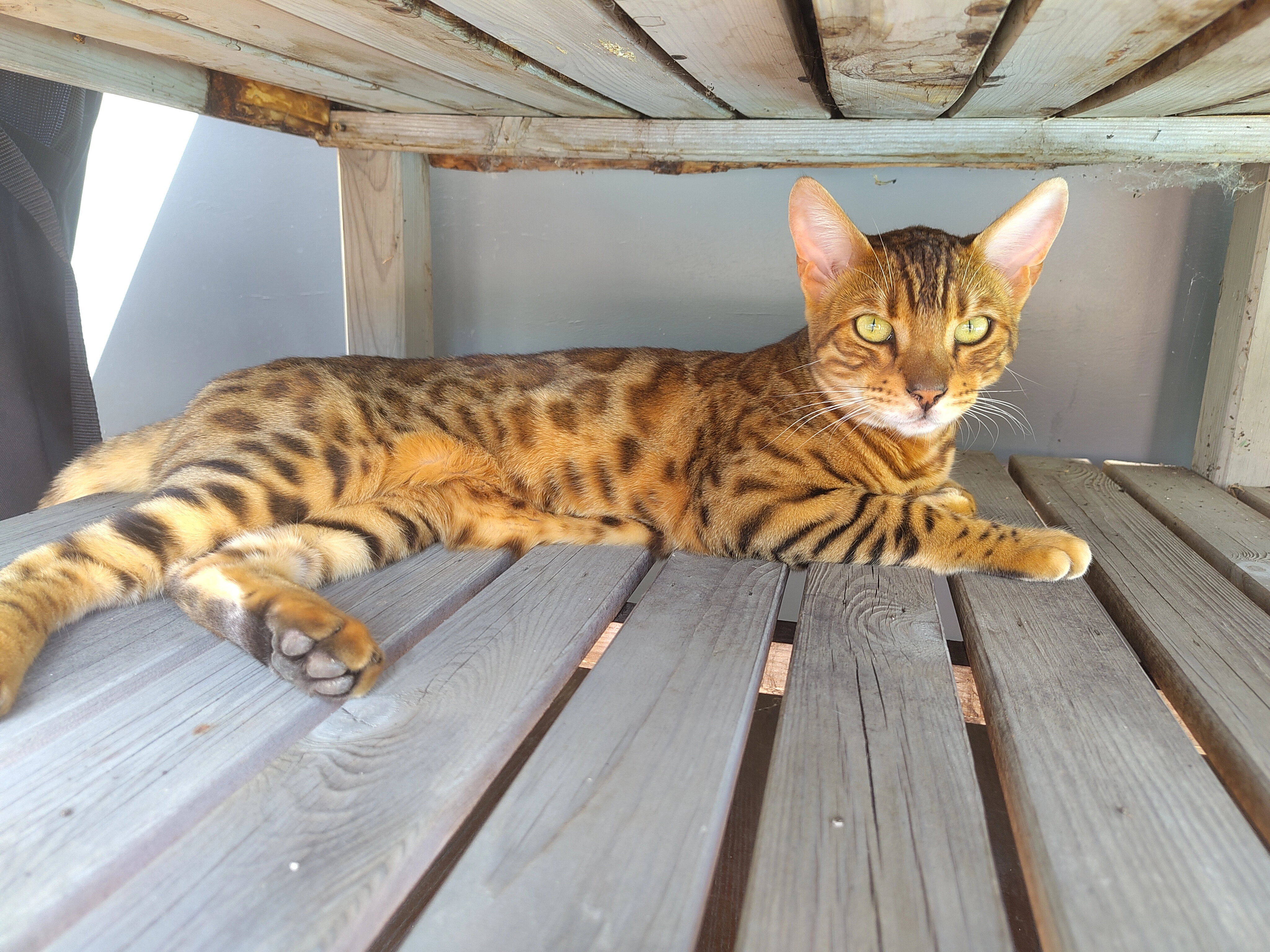 Leo - Doktor-Rudolf-Kirchschläger-Gasse, Traiskirchen