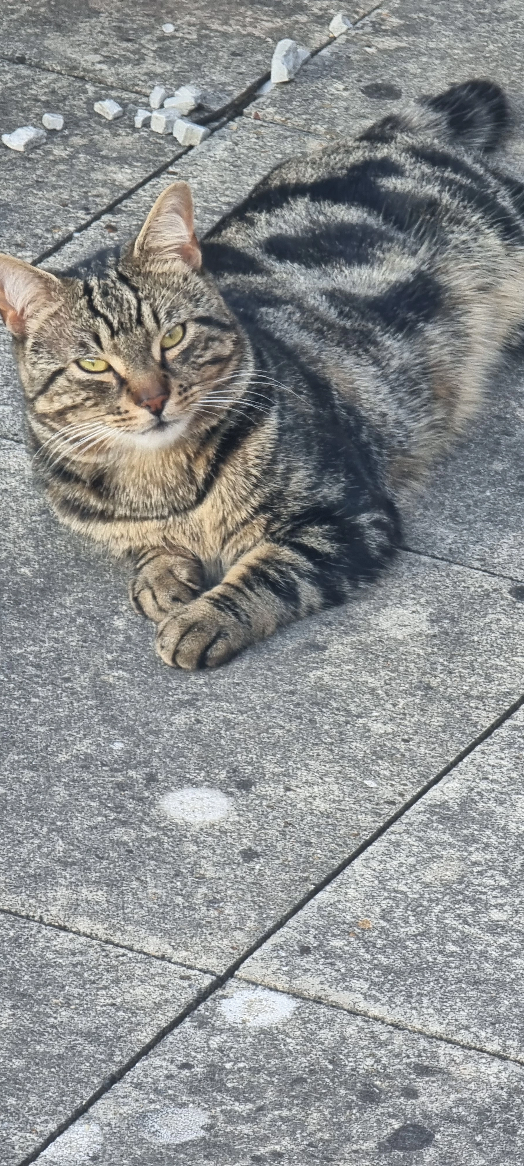Buster - Blenheim Crescent, Leigh-on-Sea