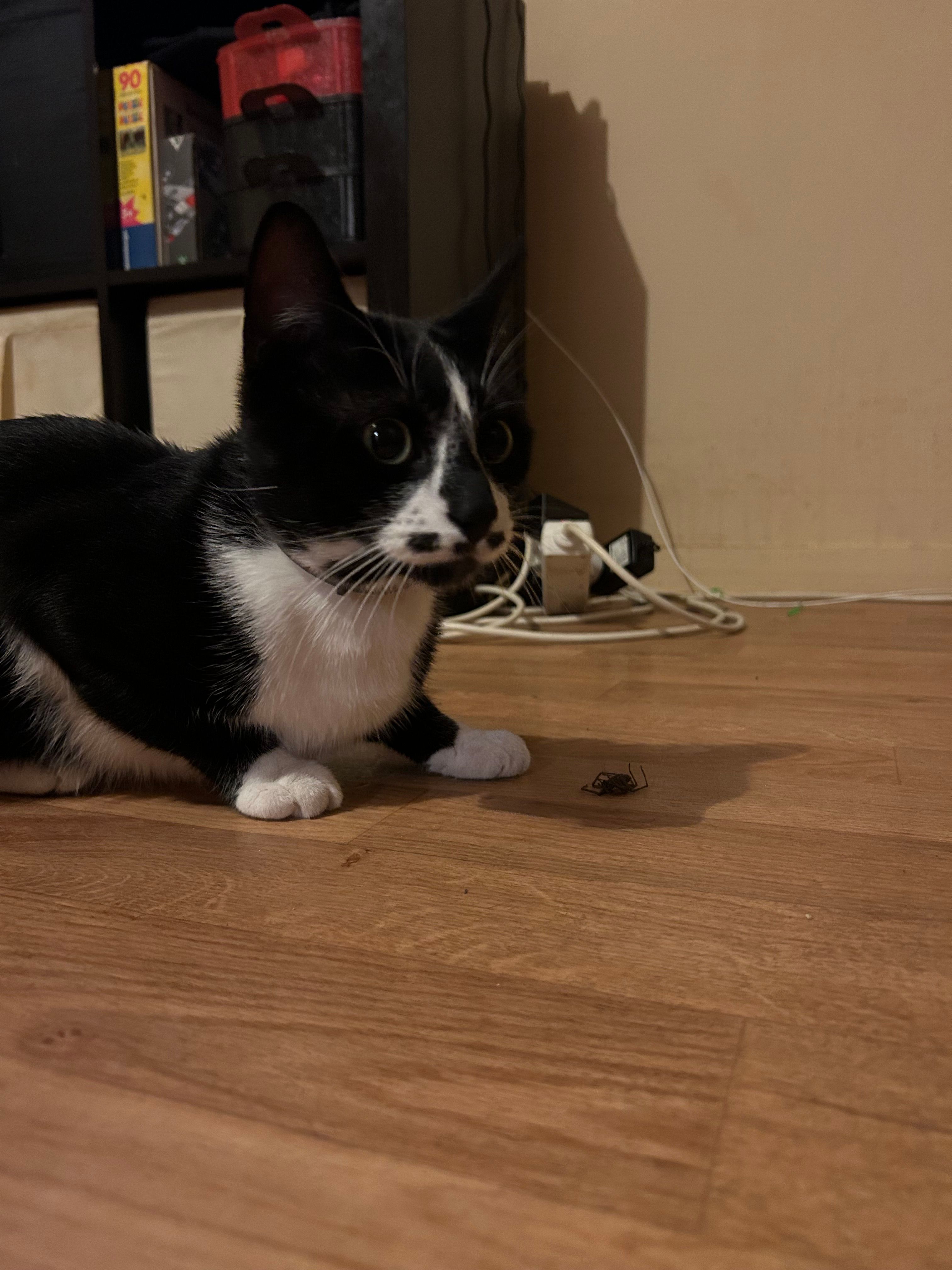 Oreo - Avenue De L'europe, Compiègne