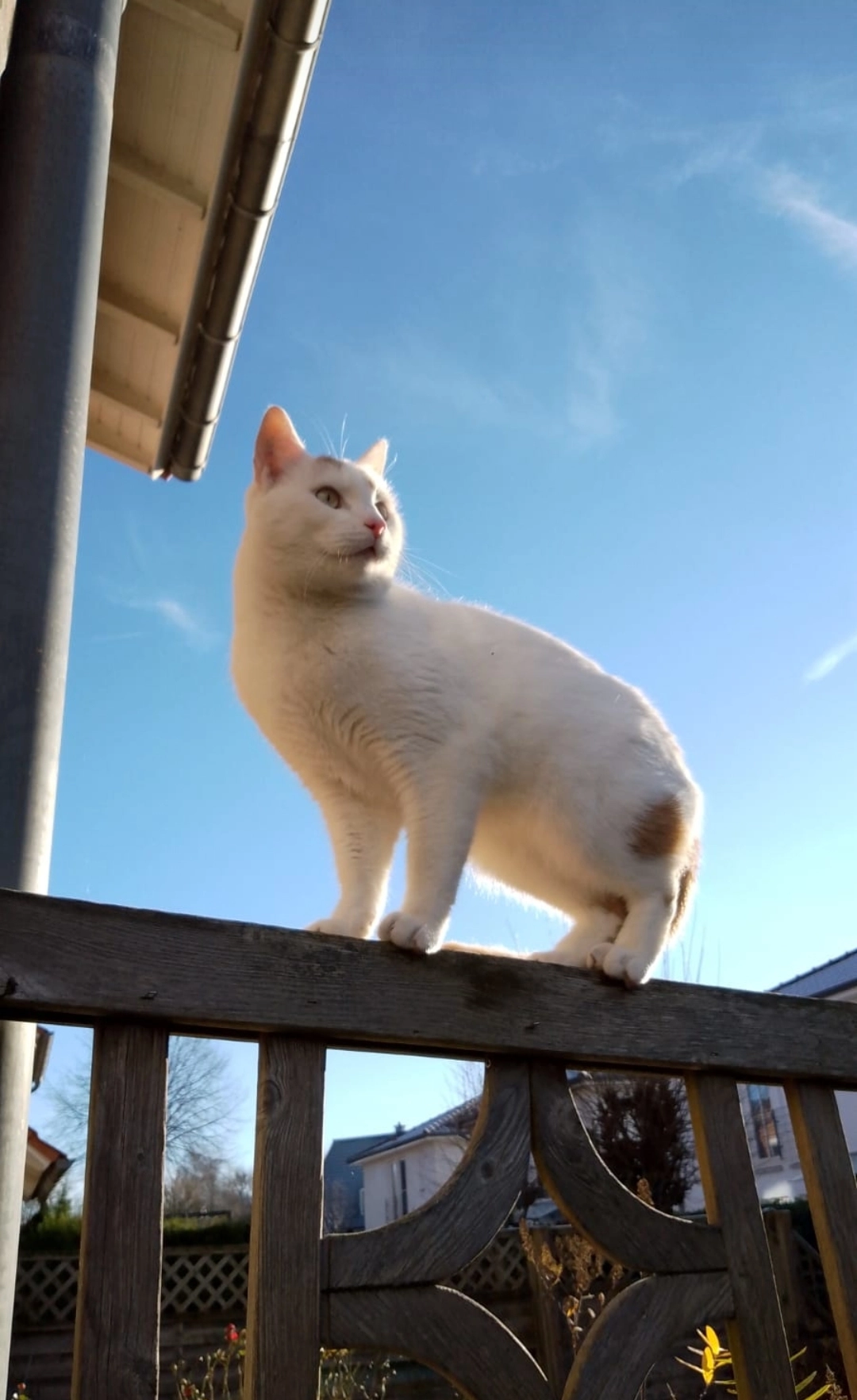 Sorin - Von-Droste-Hülshoff-Straße, Vechta