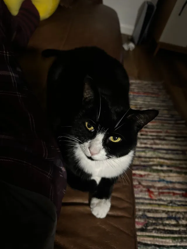 Toby - Maryland, Hatfield