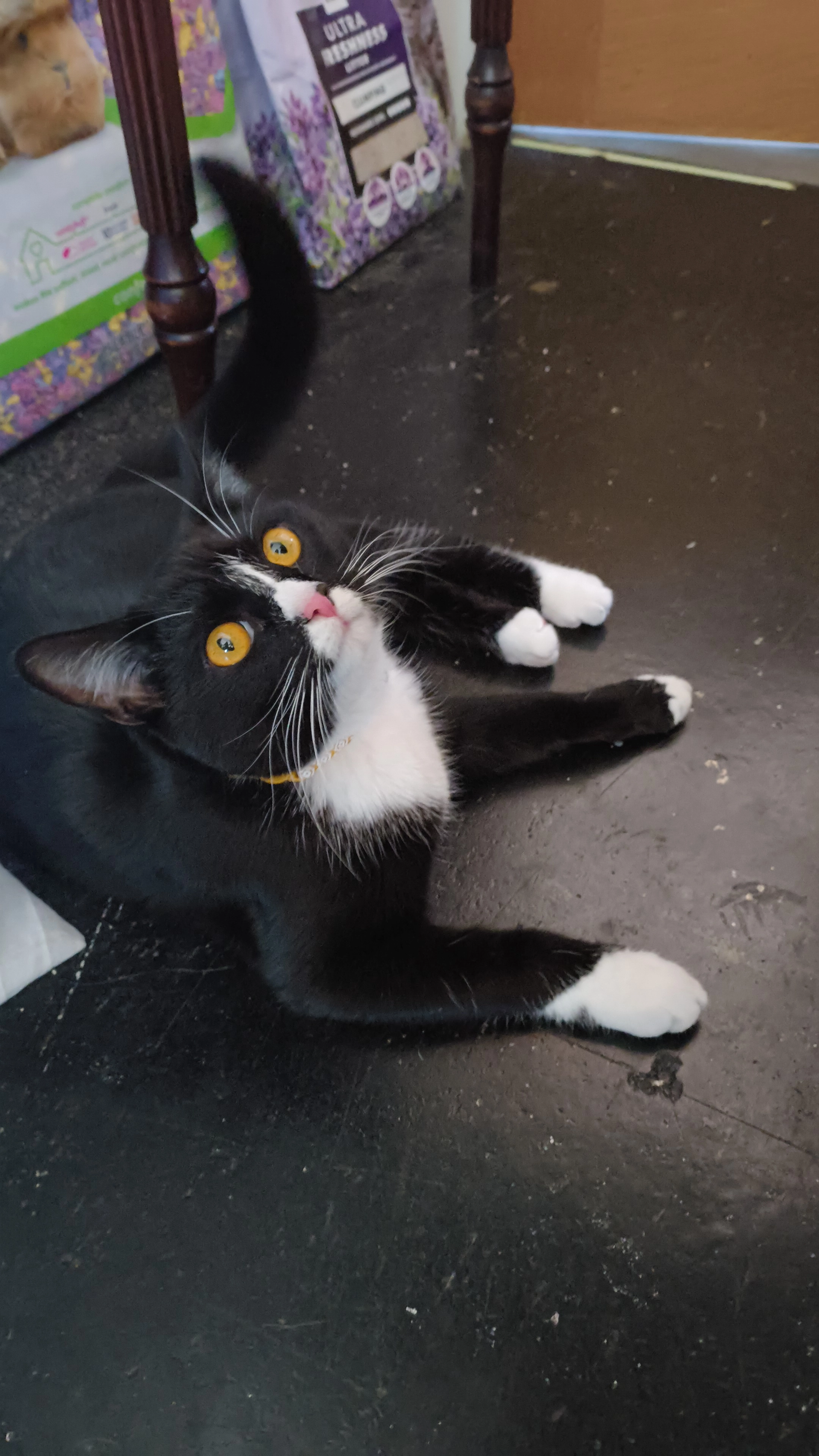 Oreo - 31 Bond Street, Bury