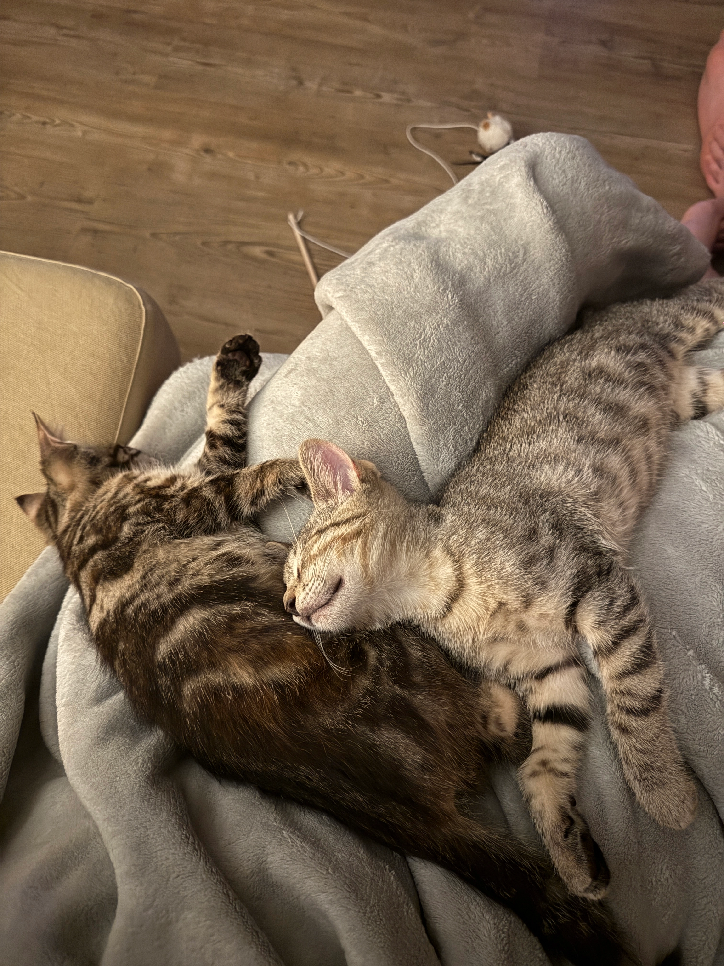 Lily et Gribouille  - Chaussée Du Pont Du Sart, La Louvière
