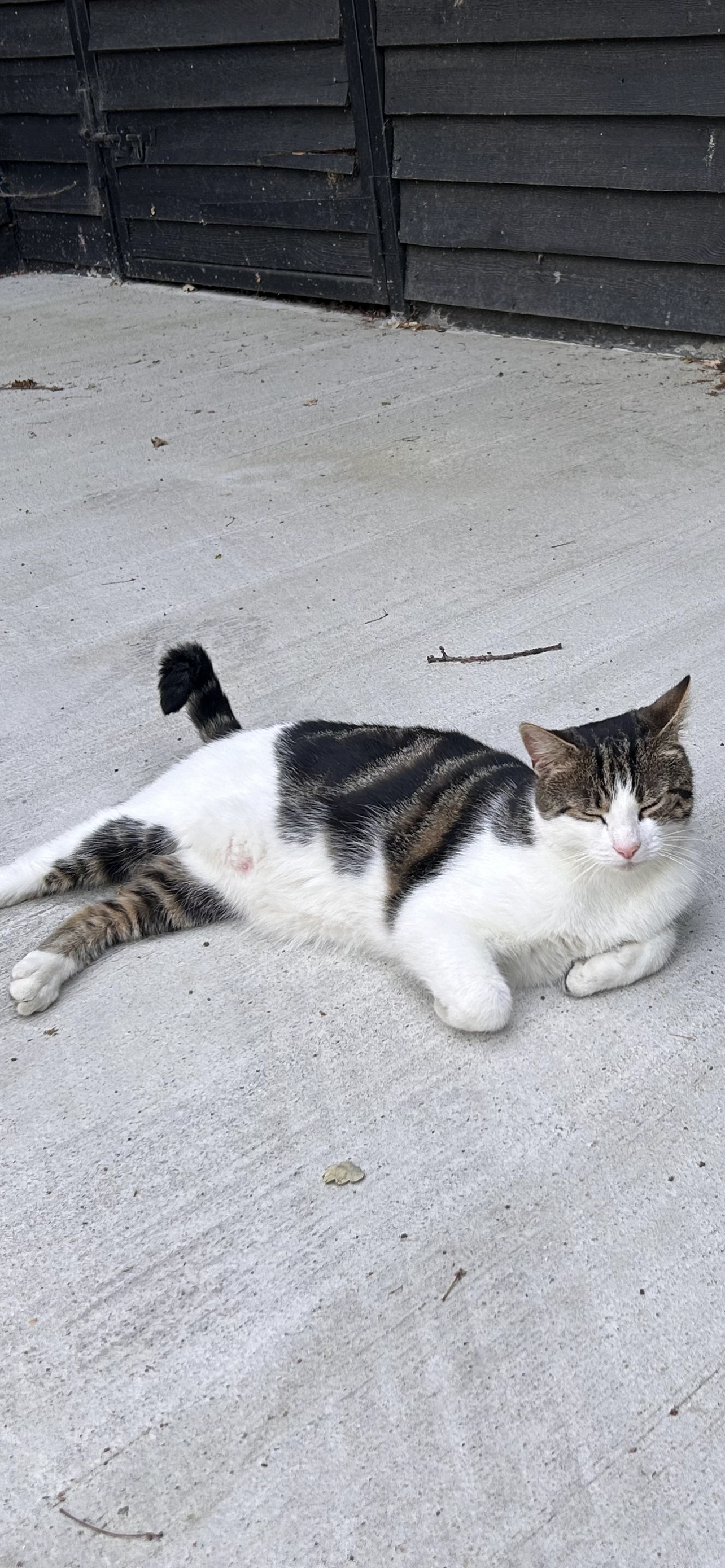 Simba - Kitchener Road, High Wycombe