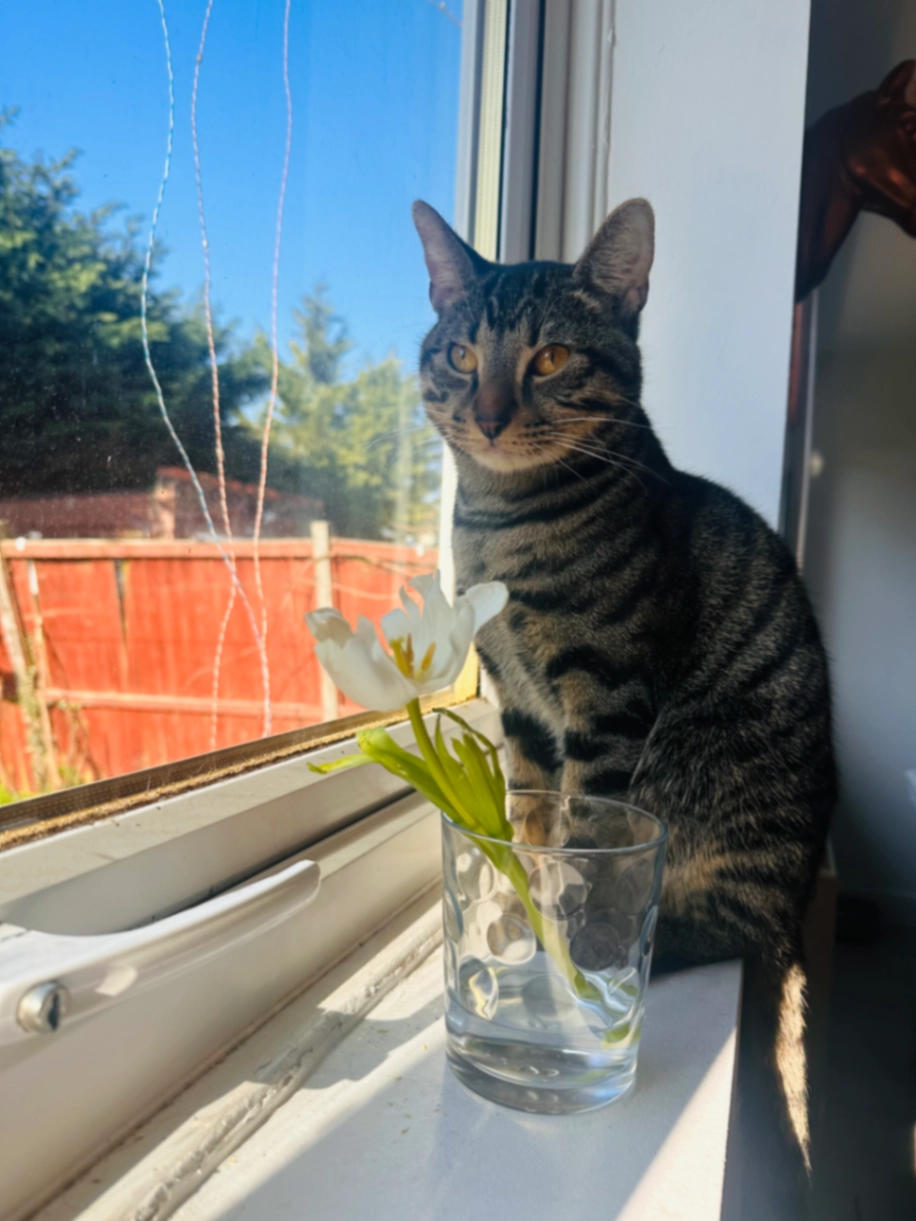 Peanut - Harewood Road, South Croydon