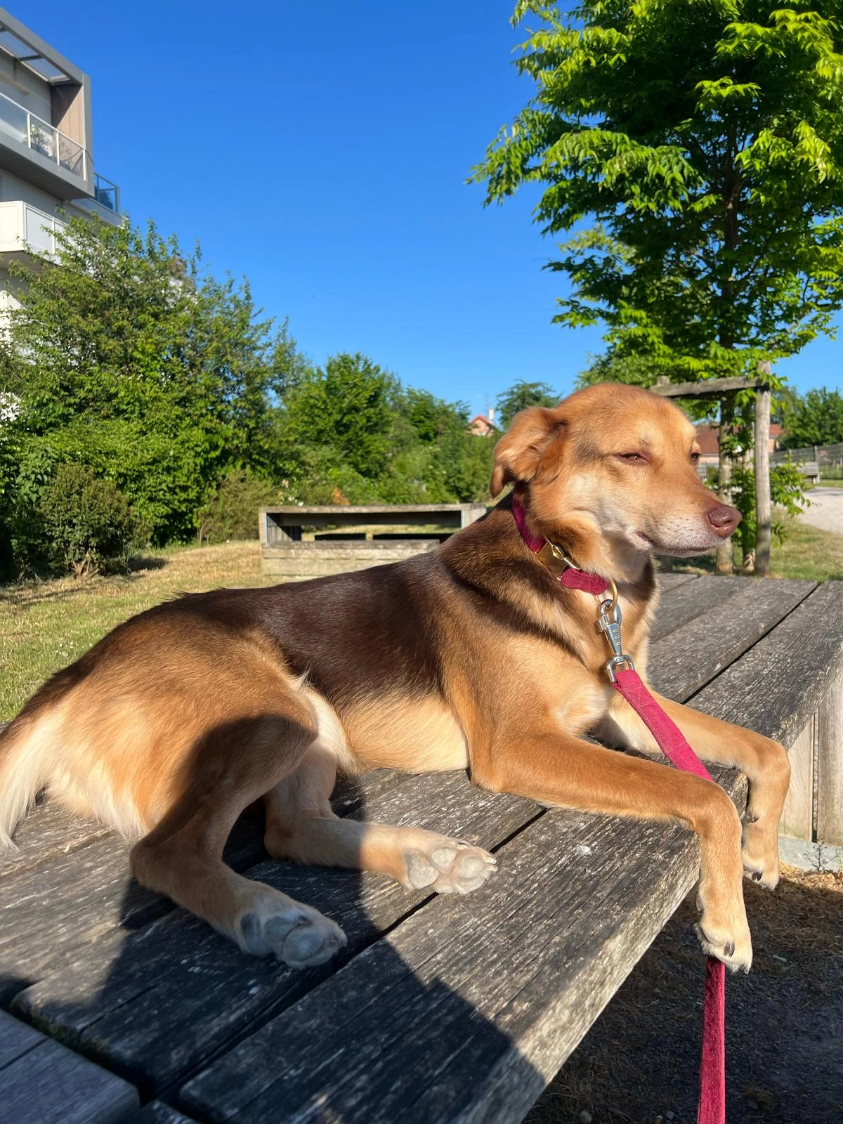 Moxie - Route Du Nouaou, Saint-Vincent-de-Tyrosse