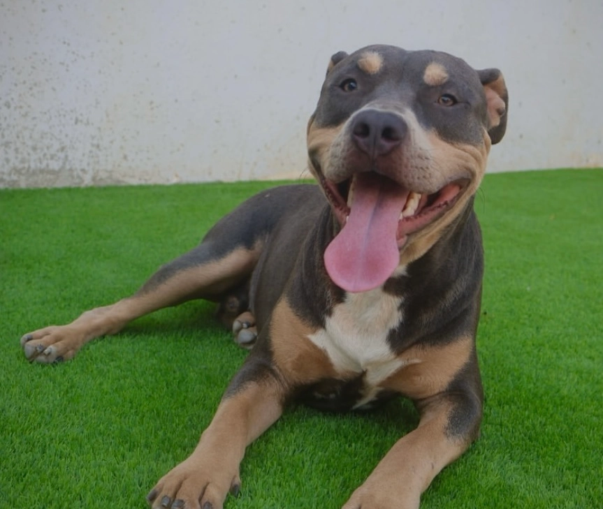 Akila - Calle de las Higueras, La Zubia