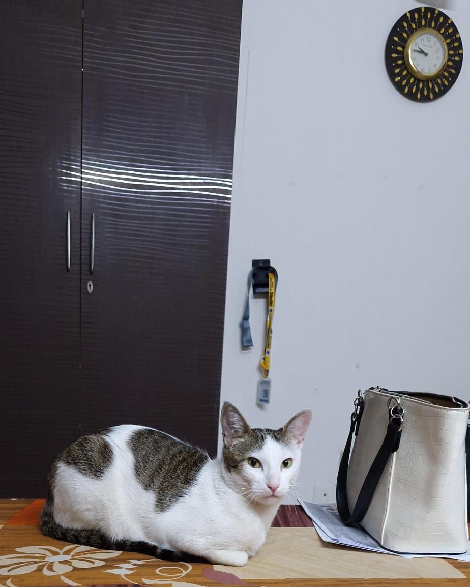 oreo - flat B 1004Sispal Vihar, Gurgaon