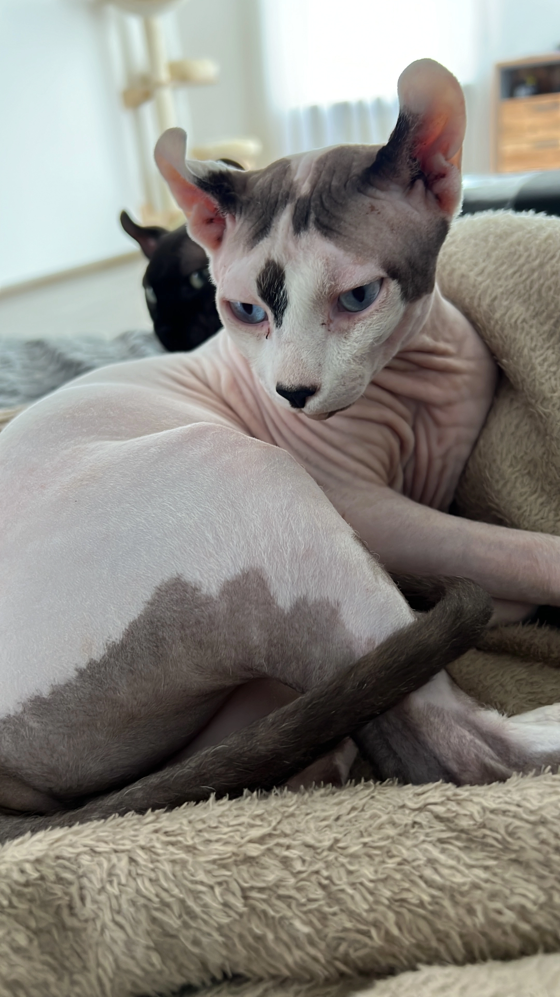 Xerxes  - Stettiner Straße, Kaufbeuren