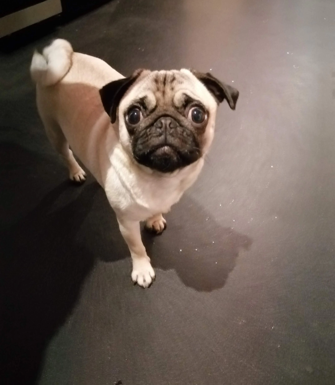 Roxy - Ringland, Newport