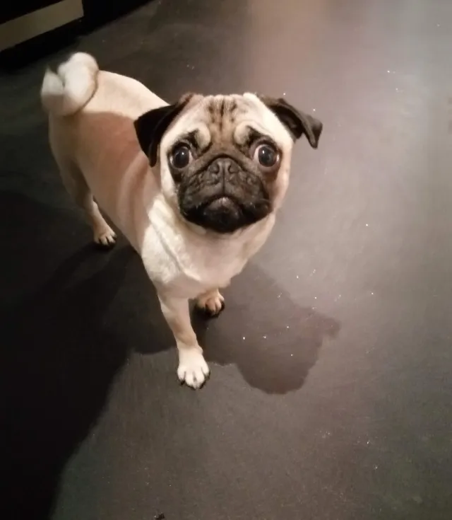 Roxy - Ringland, Newport