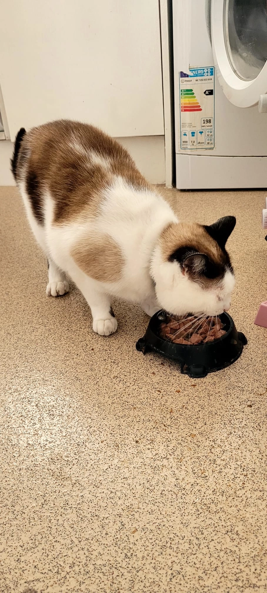 Kiki - Harold Drive, Eastbourne