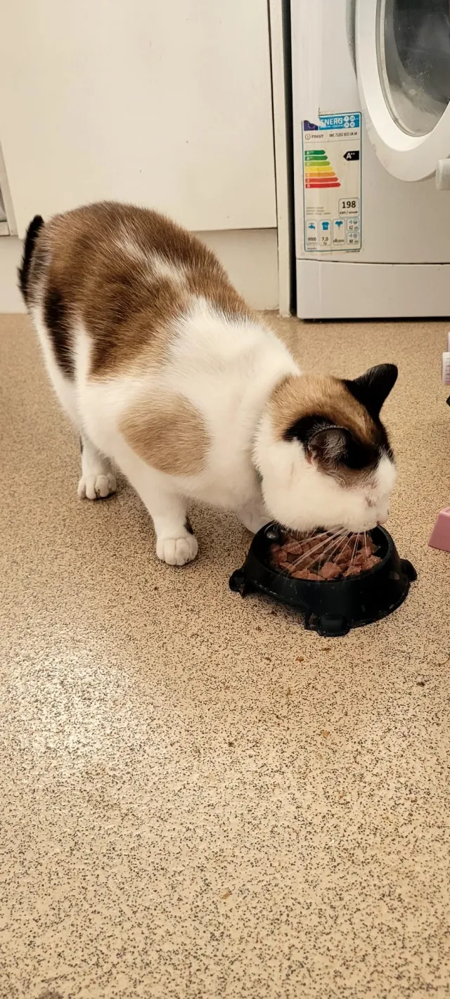 Kiki - Harold Drive, Eastbourne