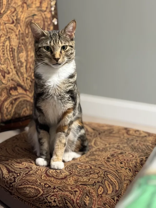 Nala - East Pennywood Avenue, Roosevelt