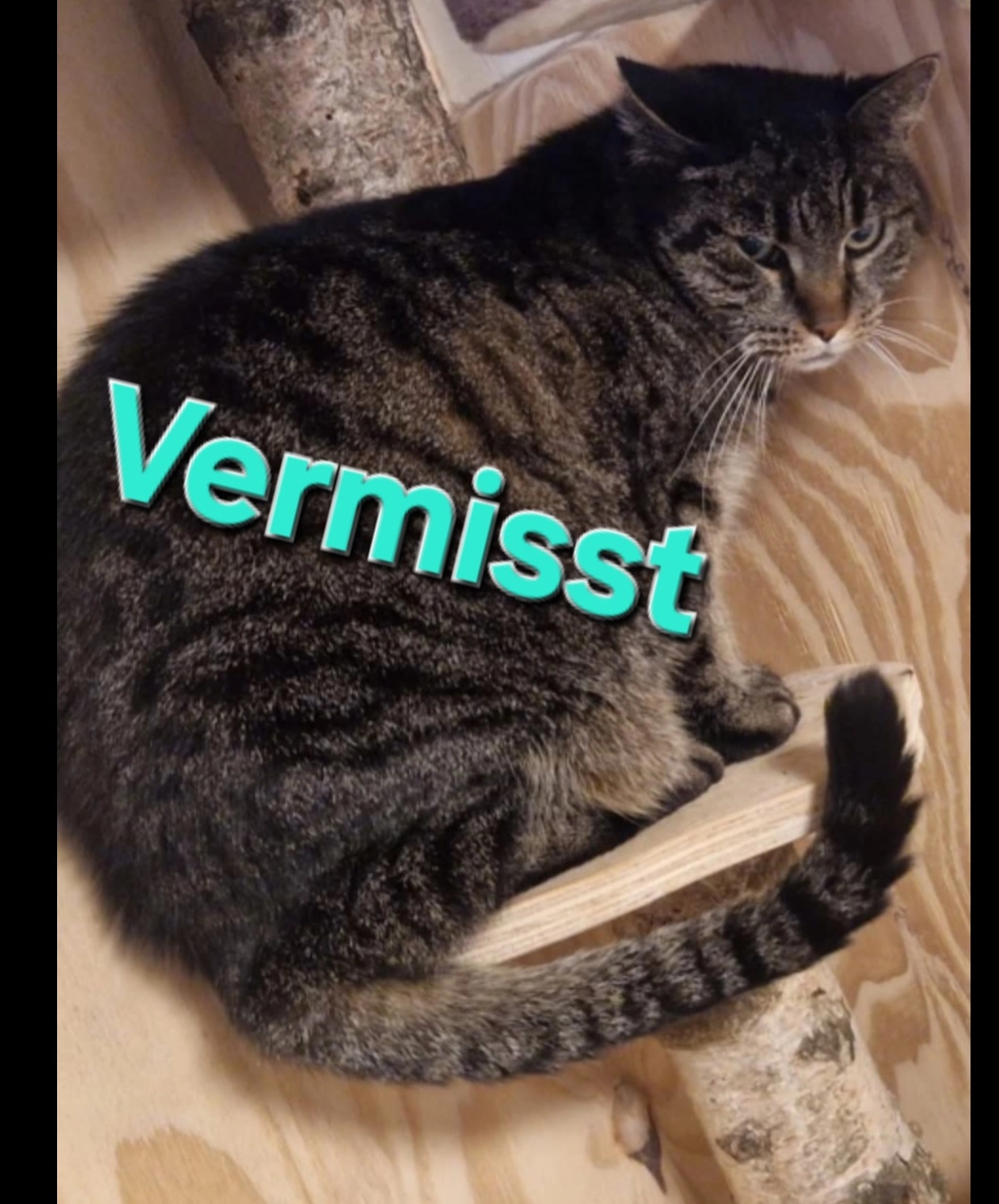 Teddy - Singer Straße, 98693 Gräfinau Angstedt 