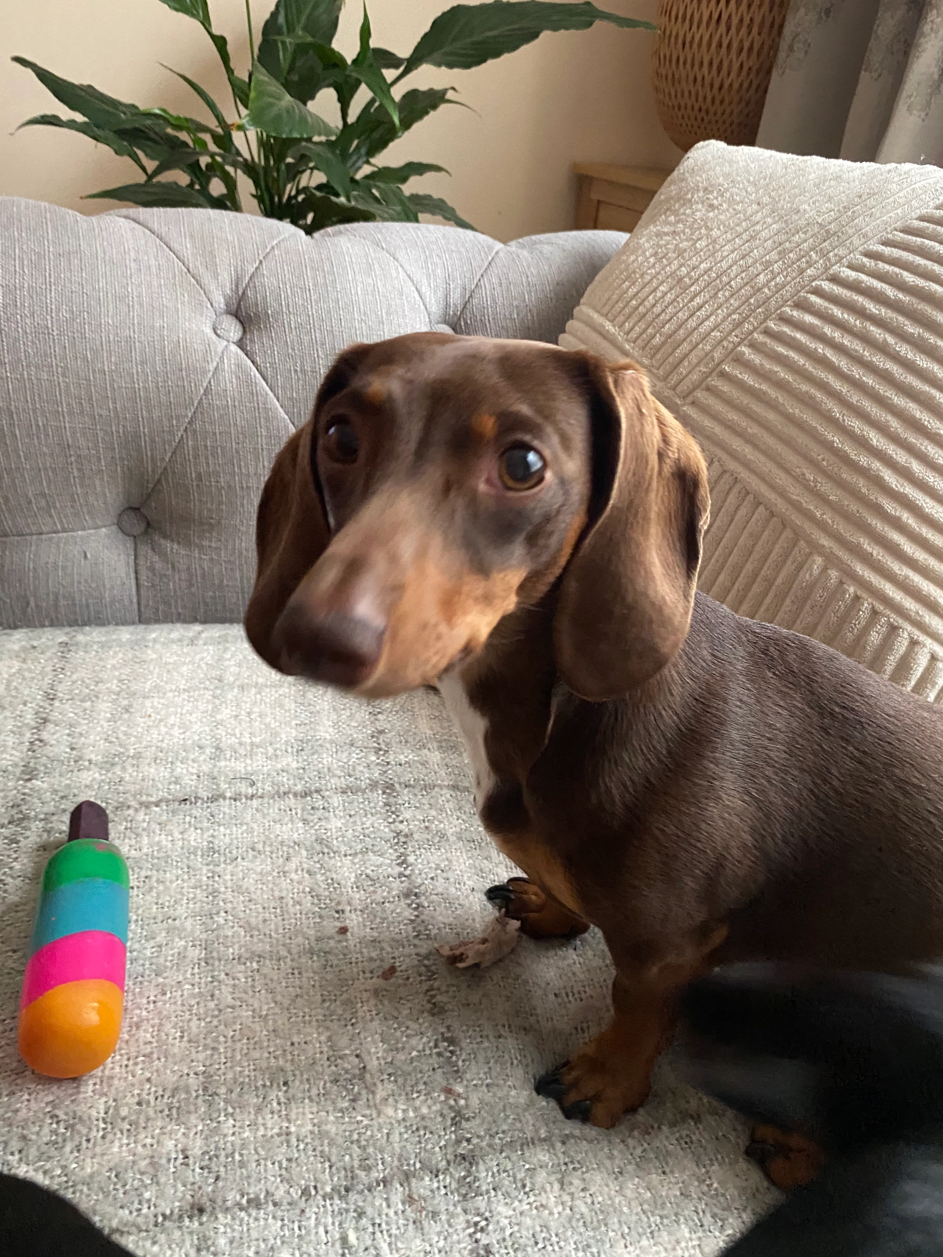 Waffle - Ravenhill Road, Bristol