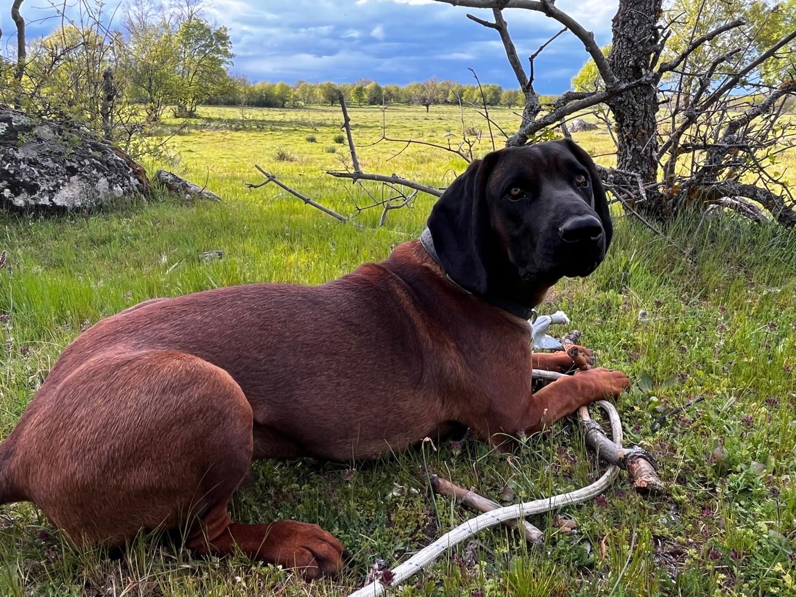 Max - Cañada Real Soriana Occidental, Torrecaballeros