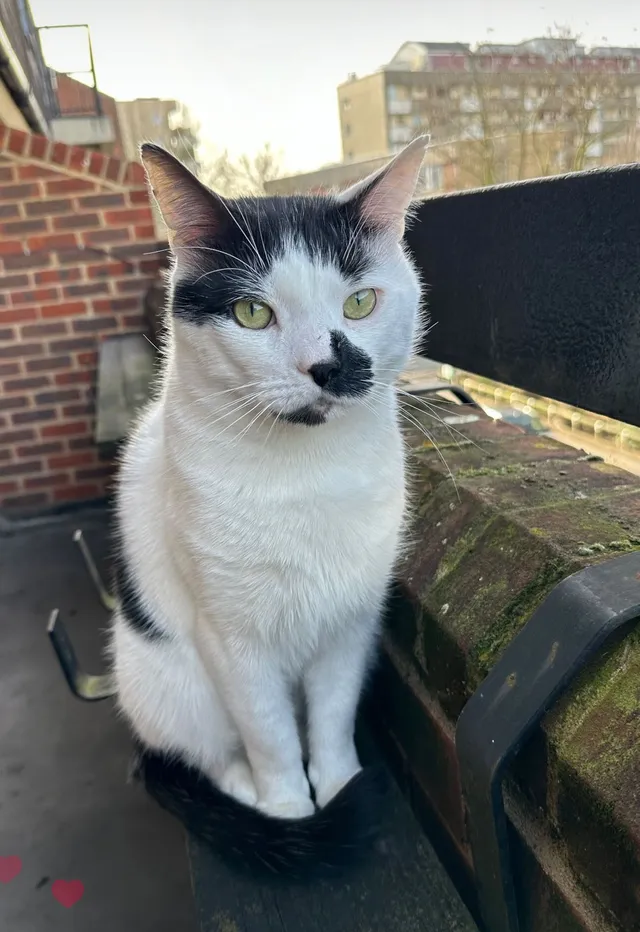 Oreo - Caledonian Road, London