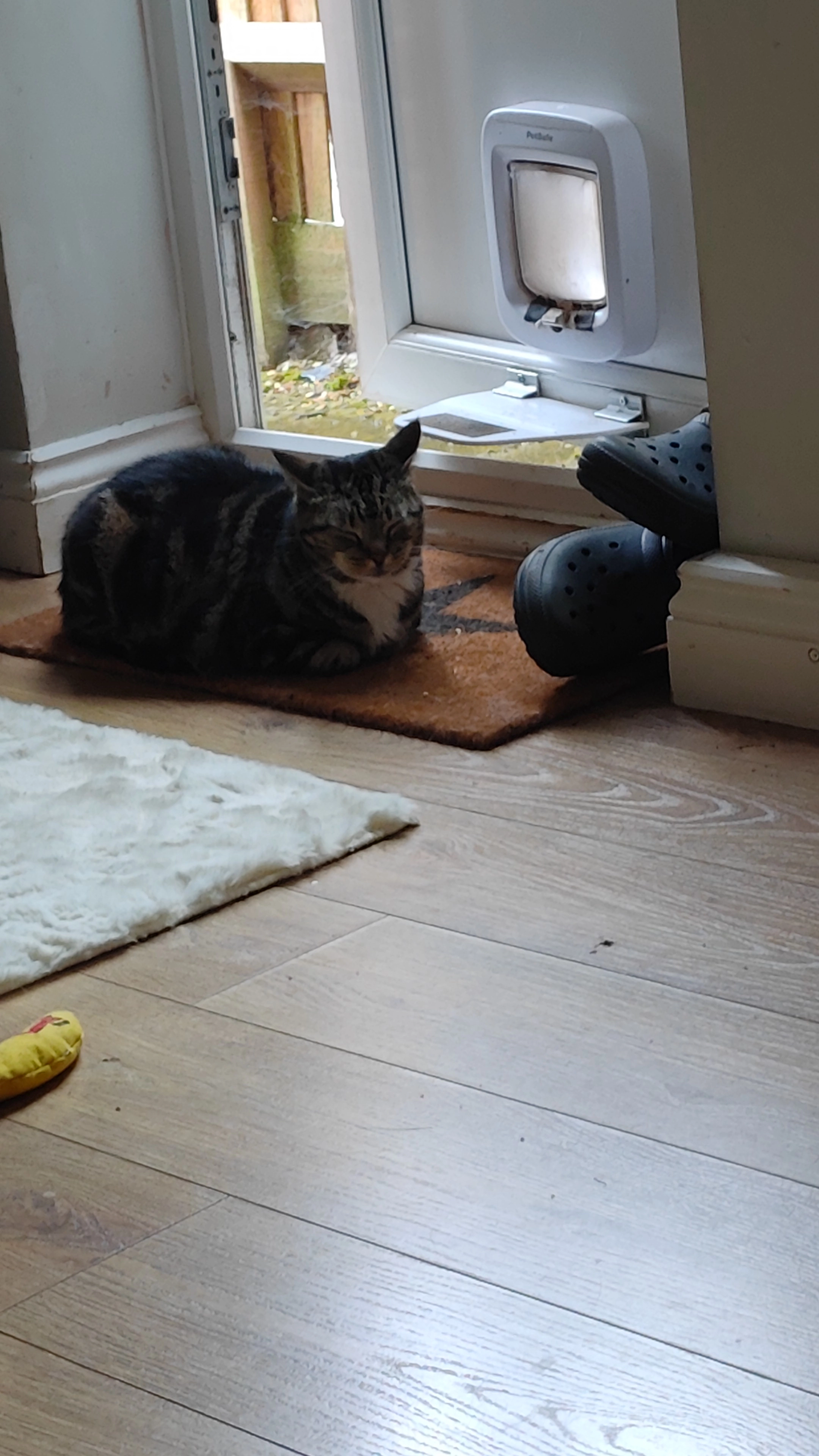 Holly - Longbourne Green, Godalming