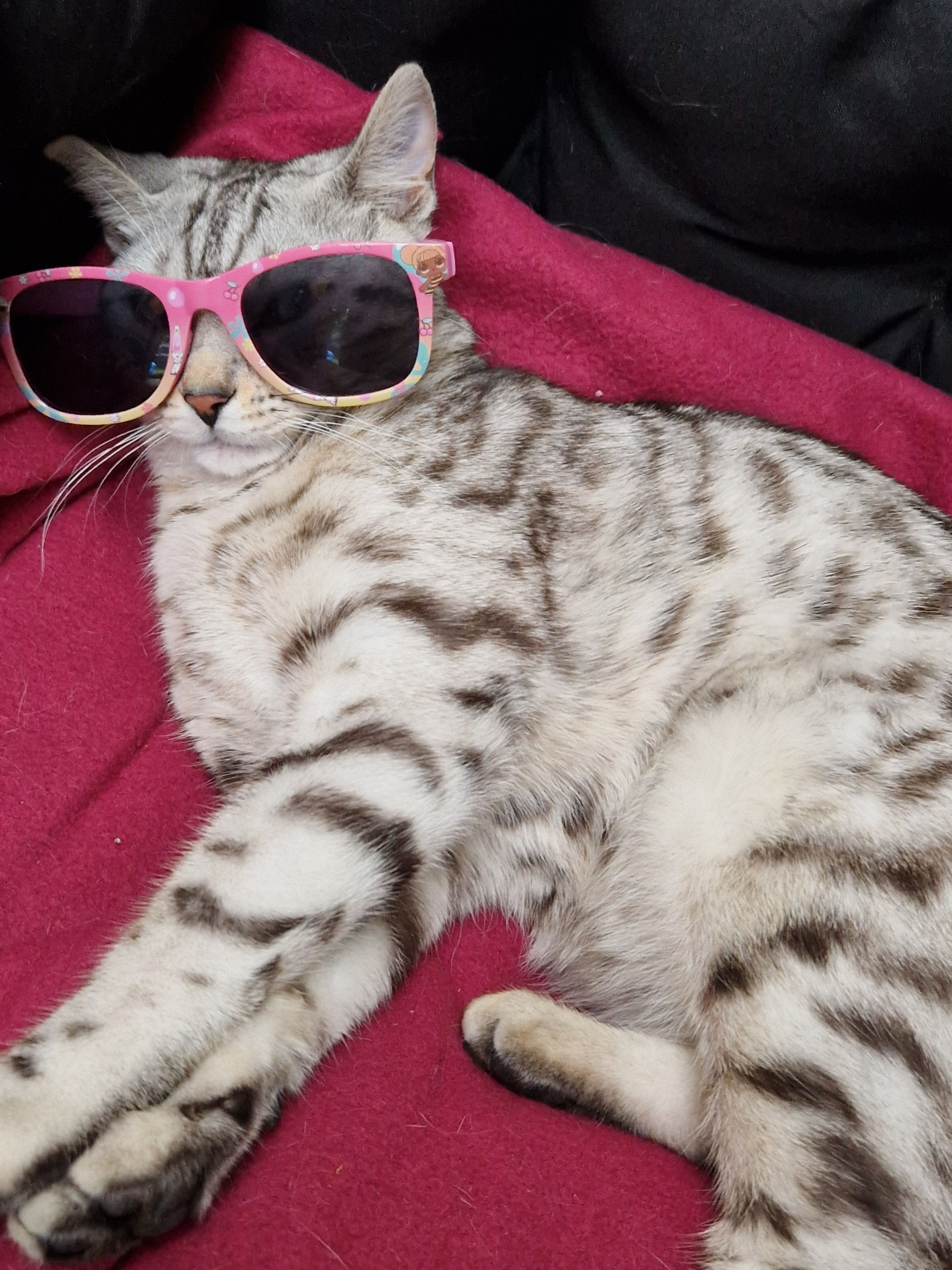 Bella - Fliederstraße, Haiger