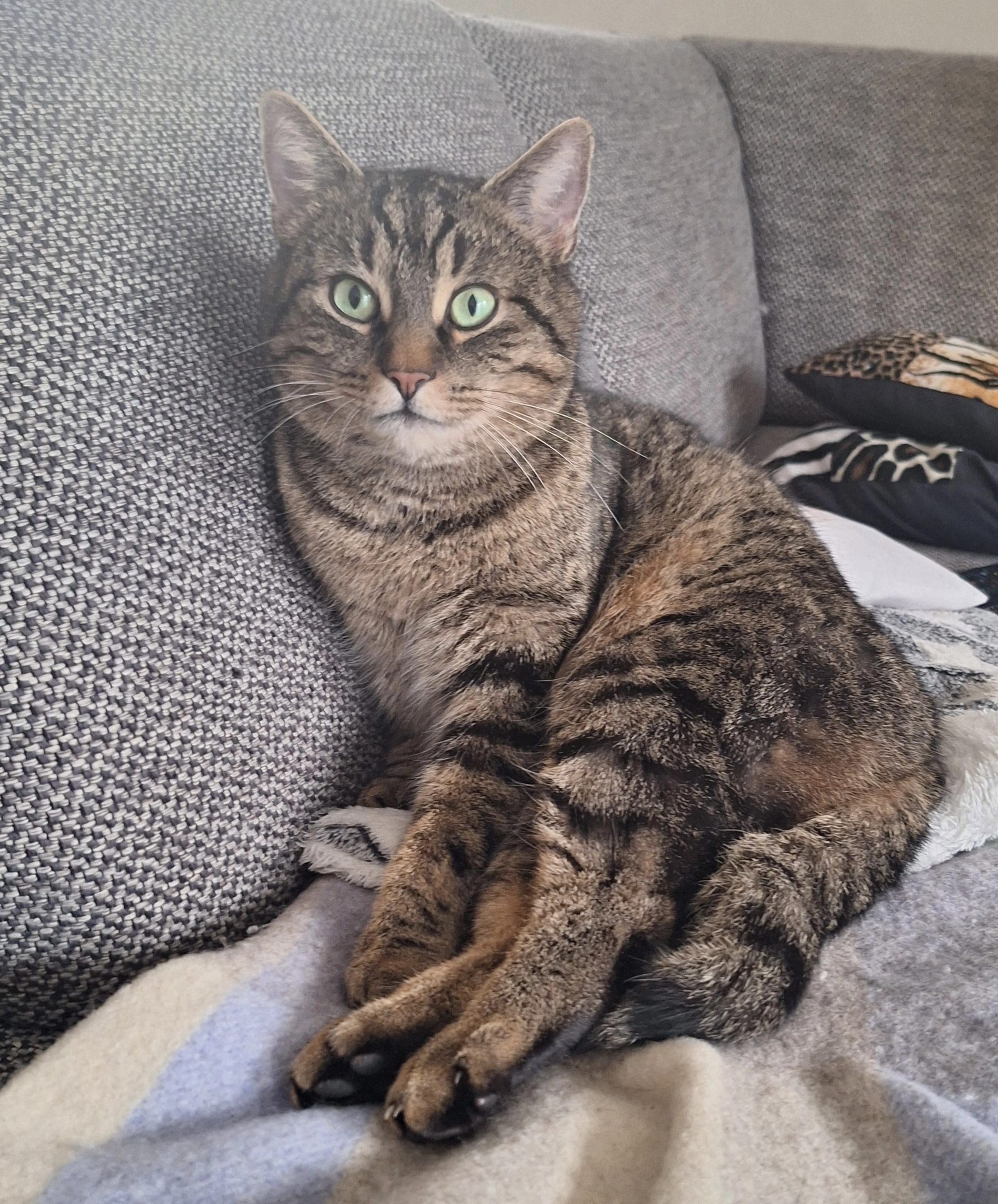 Lucifer - Binsenweg, Dresden