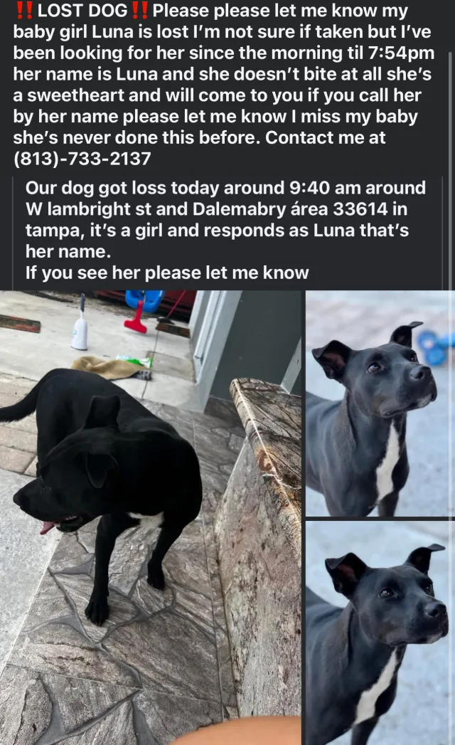 Luna - 6802 Donald Ave, Tampa