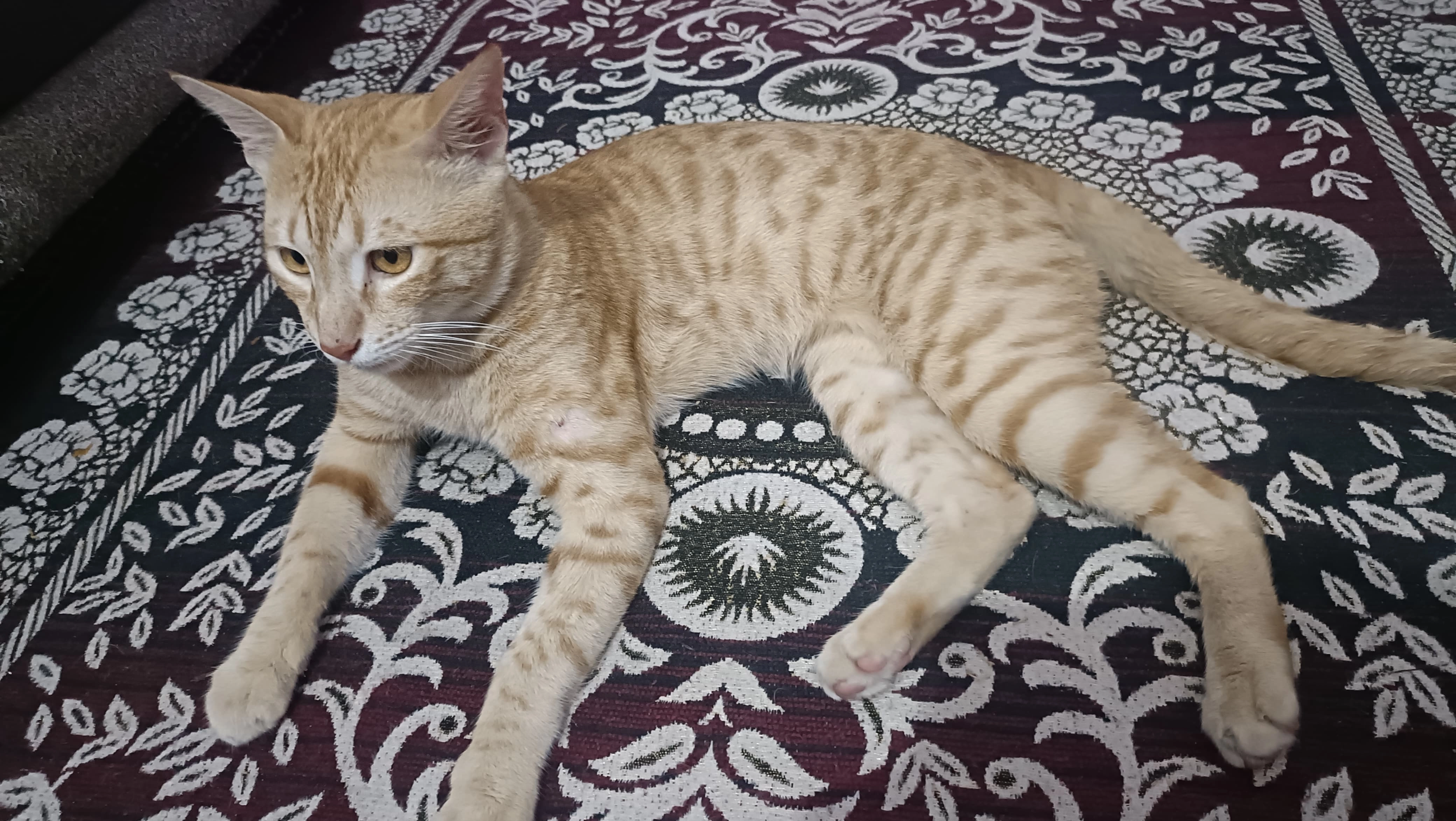 Guddu  - Noor Mahal Road, TVS Nagar