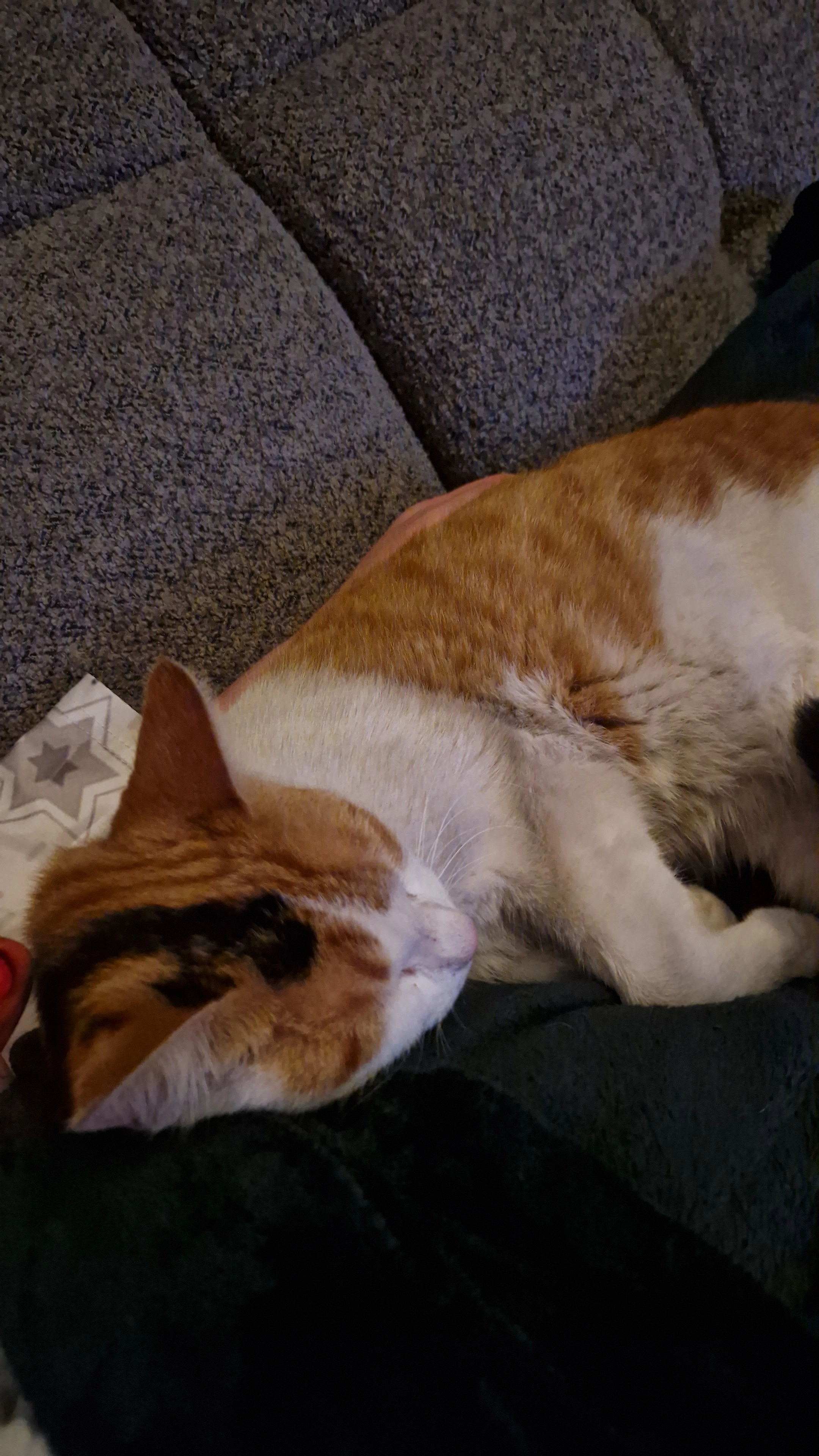 Pinuts - Rue Eugène Varlin, Dunkerque