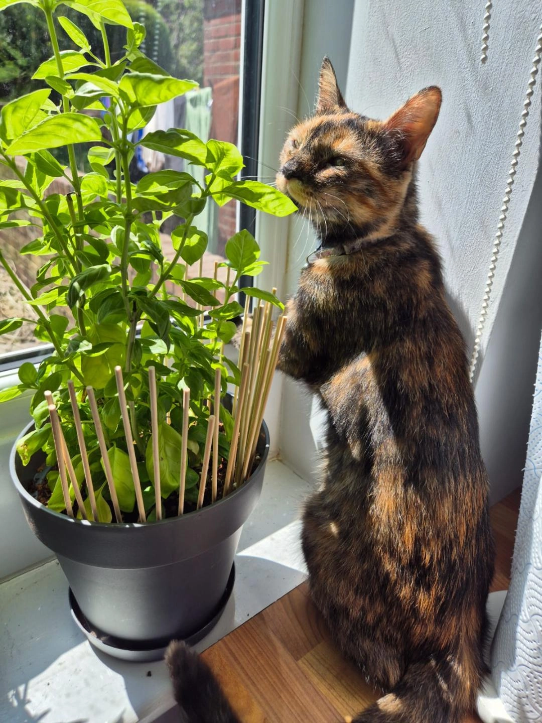 Lucy - Chestnut Close, Pontefract