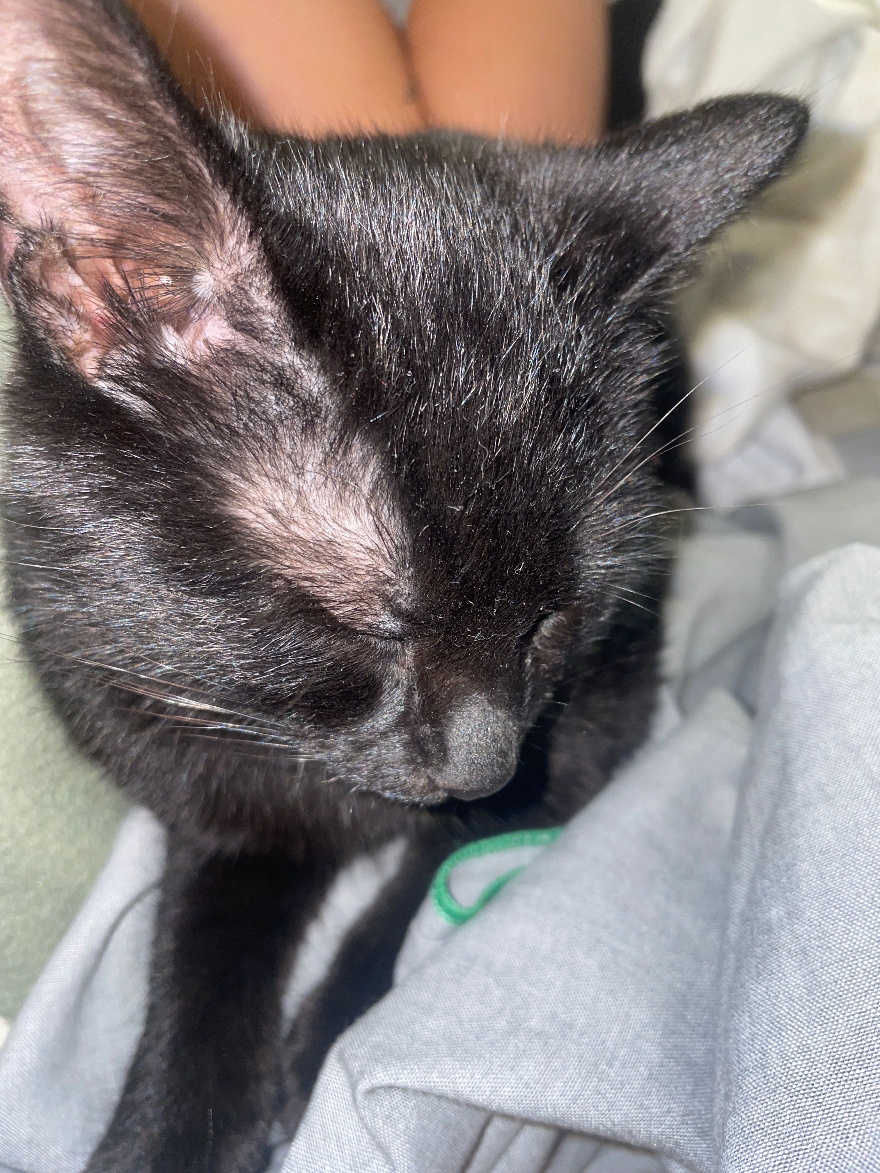 Wooky  - Route De La Forêt, Villard-sur-Doron