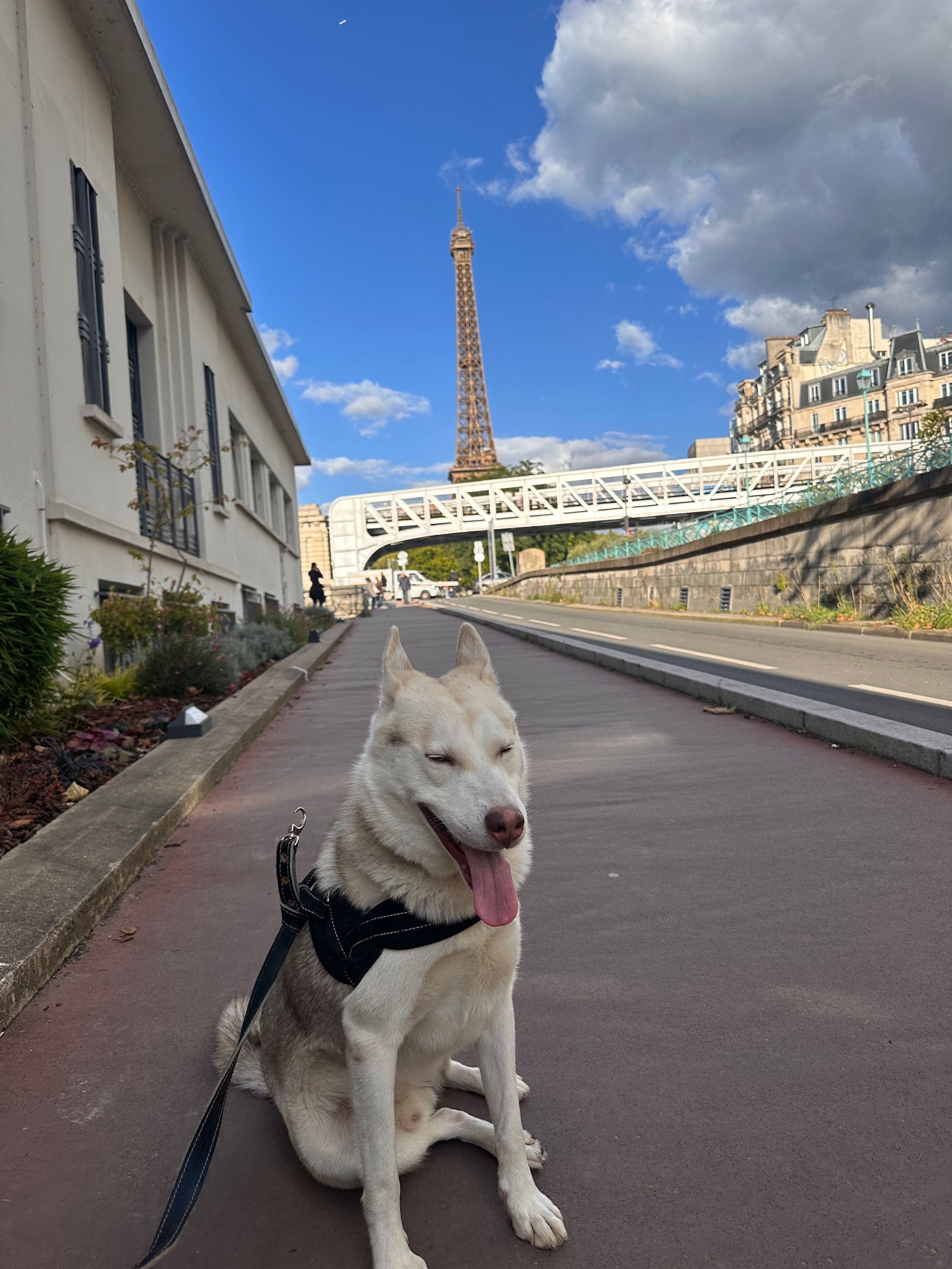 Romane - 3 Rue Molière, Versailles